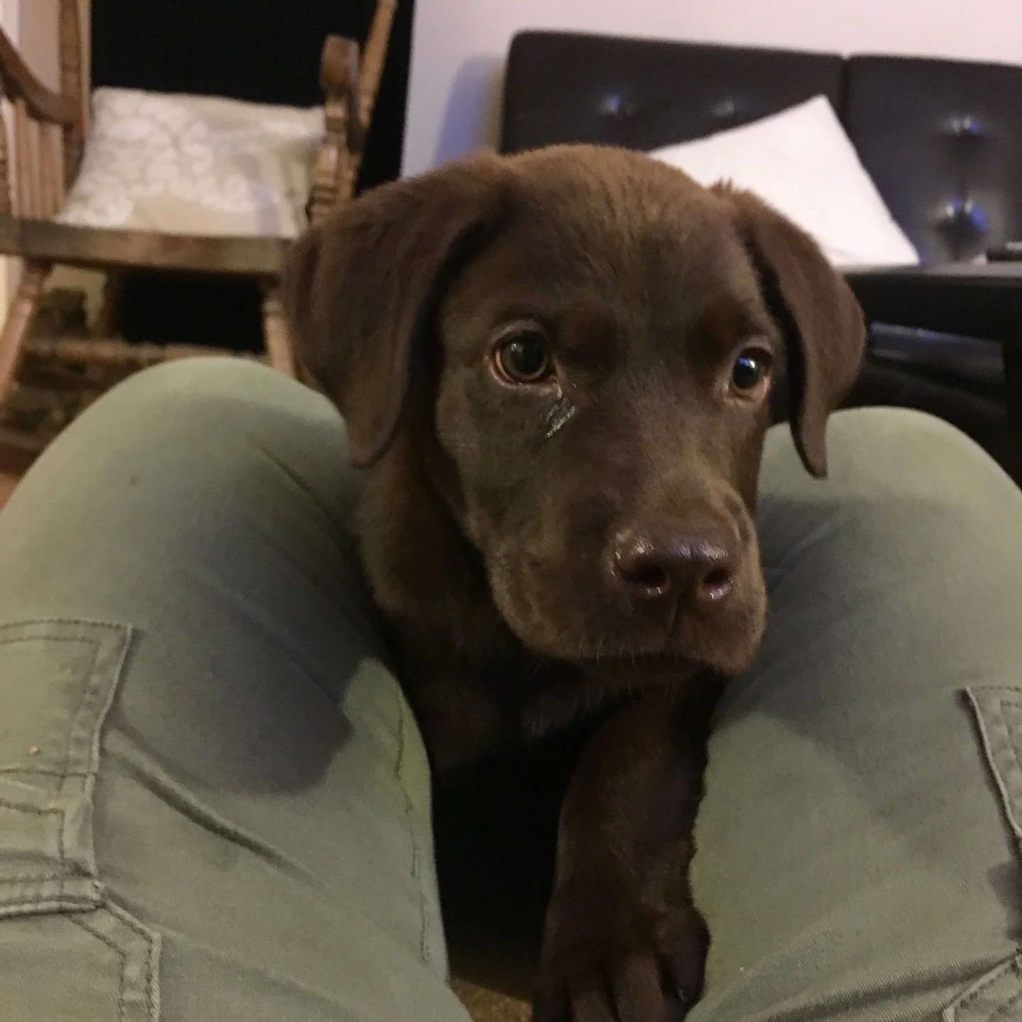 Today is National Puppy Day&hellip;

9 weeks old. First day home. July 2016.

On that day there was:
No training.
No structure.
No expectations.
Just trust.

He had no idea what he was walking into&hellip;
or how much he&rsquo;d change along the way.