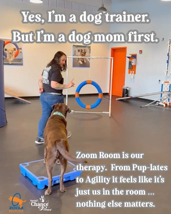 All month long we are celebrating Chance&rsquo;s 10th birthday with special offers for you 🎉

Today we are highlighting @zoomroomchi 🐶

Chance loves it because while he&rsquo;s building confidence, connection, and skills, he&rsquo;s also having fun