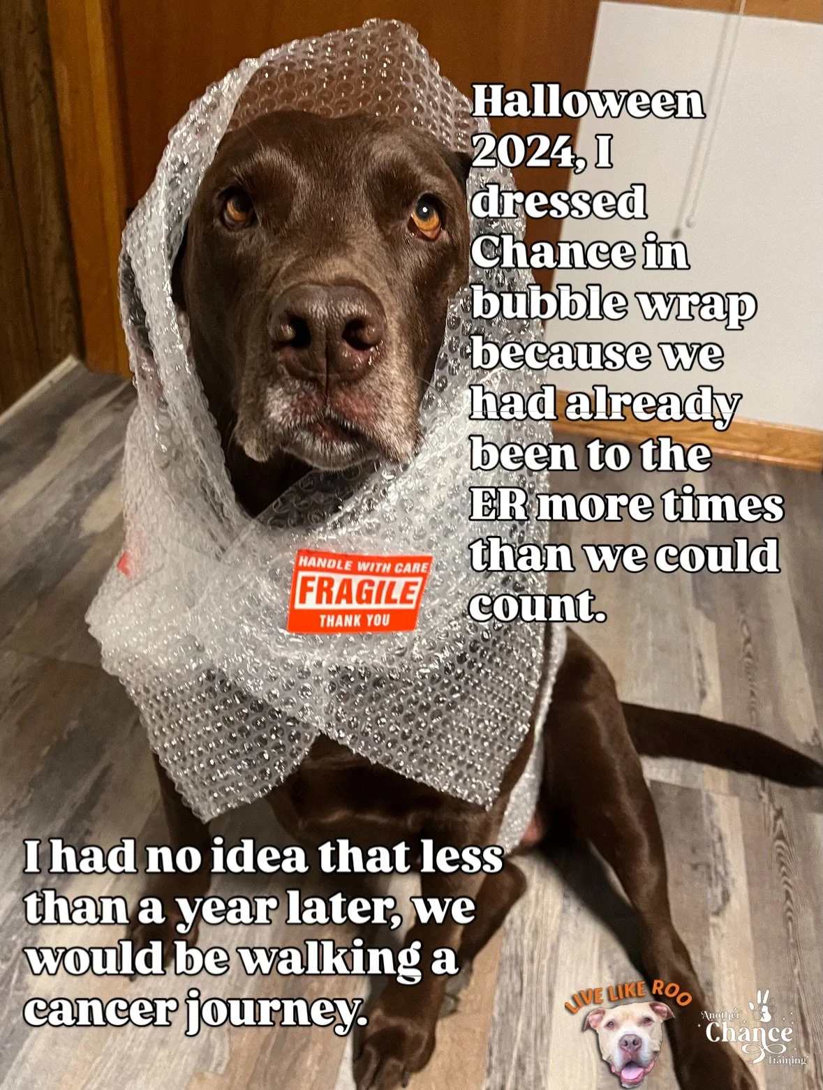 All month long, we&rsquo;re celebrating Chance&rsquo;s 10th birthday with special offers for you! 🎉

Today, we&rsquo;re shining a spotlight on @livelikeroofoundation 🧡🤎

Chance is the heart and soul behind Another Chance Training. Our mission has 