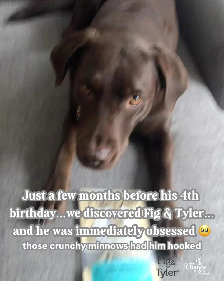 🎉 All month long, we&rsquo;re celebrating Chance&rsquo;s 10th birthday with special offers for you!

Today, we&rsquo;re shining a spotlight on @figandtyler 🐾😋

February of 2020 - Chance was not quite four years old.  ACT was brand new to Chicago, 