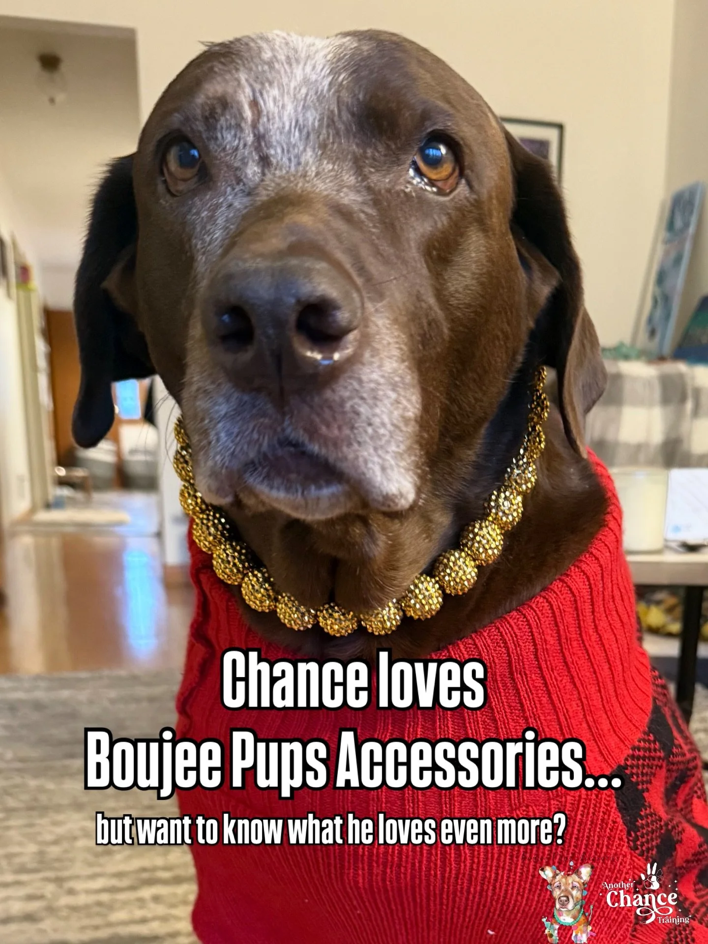 All month long we are celebrating Chance&rsquo;s 10th birthday with special offers for you 🎉

Today we are highlighting @boujee_pups_accessories_ 🐶

Chance loves his pearls, his style, and anything that makes him look a little extra 🤩

But what he