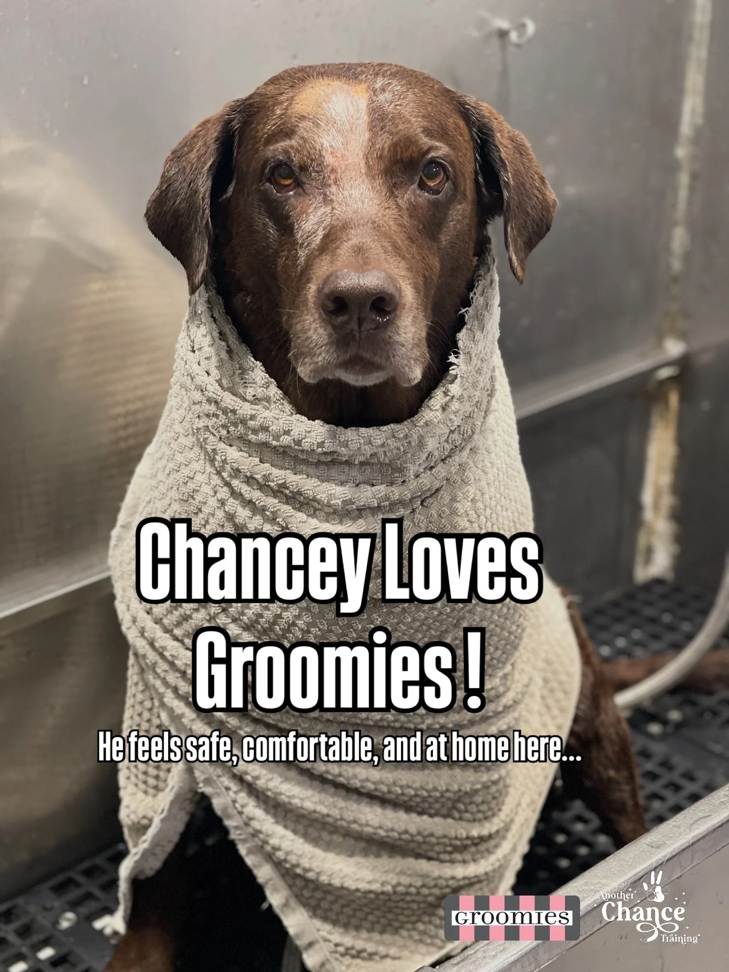 All month long we are celebrating Chance&rsquo;s 10th birthday with special offers for you. 🎉

This morning we are highlighting @groomies_chicago ! 🐶🫧

Chance loves Groomies for a lot of reasons&hellip; but Ashley is at the heart of every single r