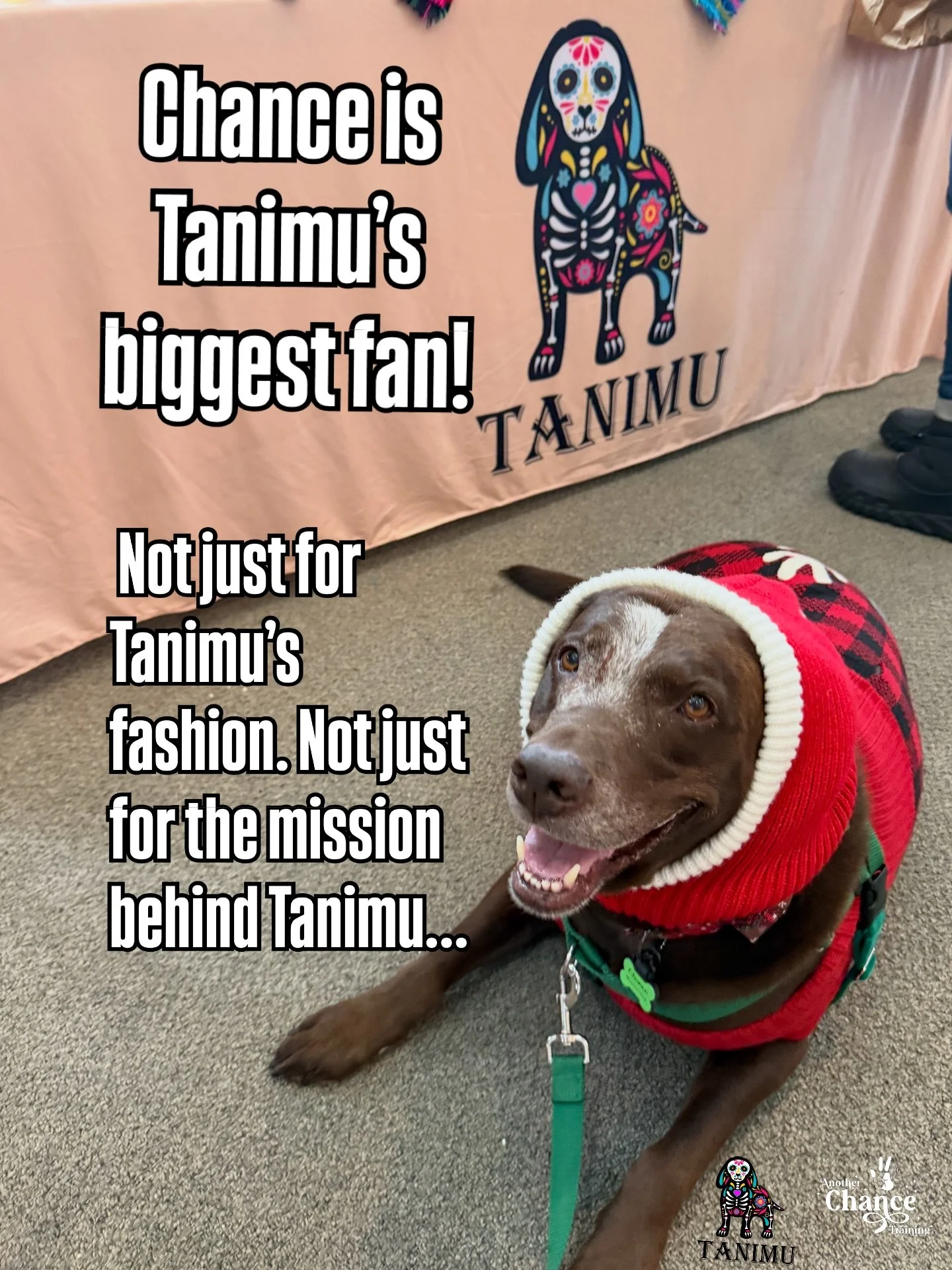 All month long, we&rsquo;re celebrating Chance&rsquo;s 10th birthday with special offers for you and your pup 🎉

Today, we&rsquo;re shining a spotlight on @tanimubodega 

Chance loves Tanimu for a lot of reasons&hellip; but it&rsquo;s Imelda, the ow