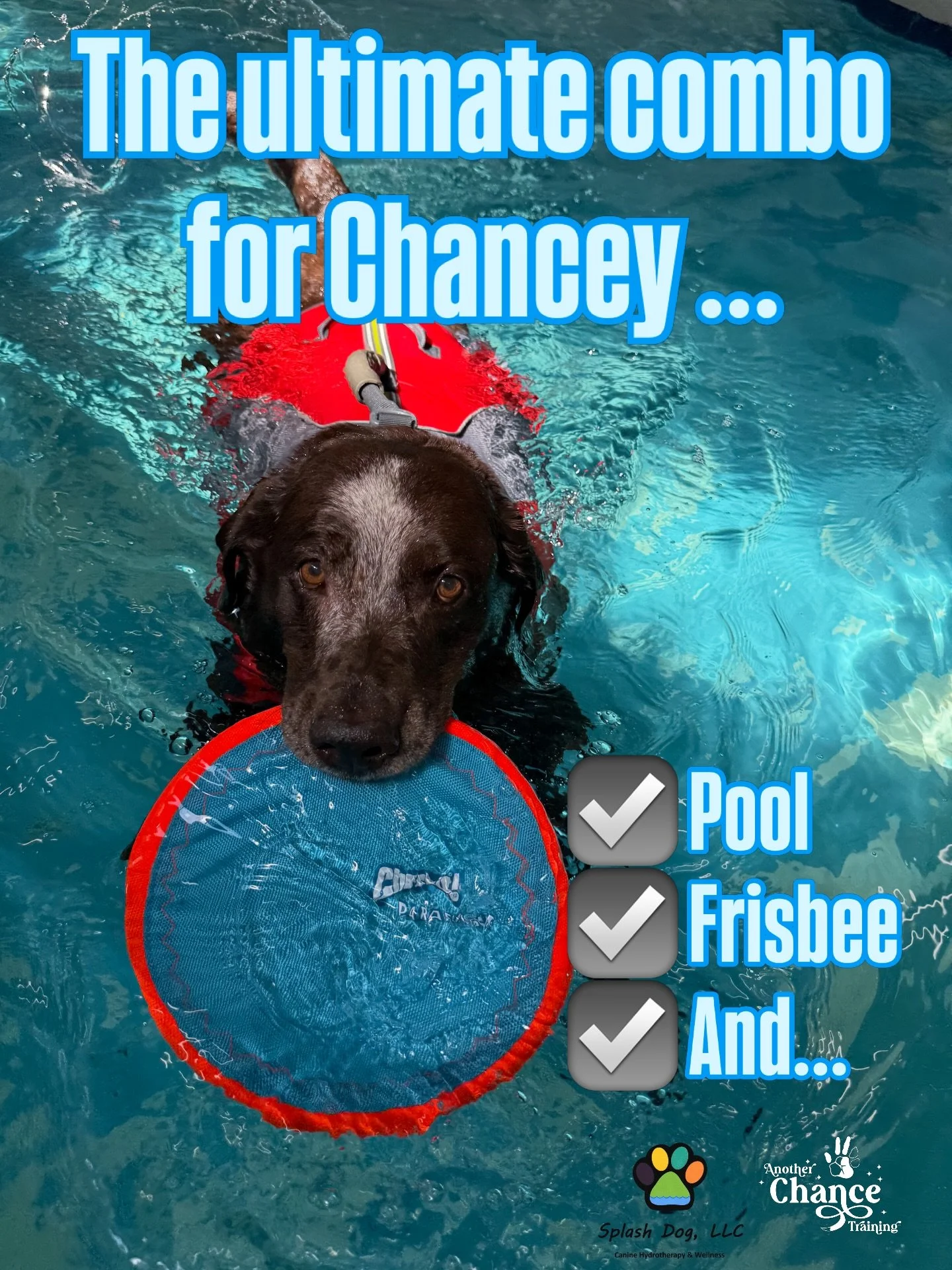 🎉 Celebrating Chance&rsquo;s 10th Birthday Month All Month Long With Special Gifts For All Of You ! 🎉

Today we&rsquo;re highlighting @splashdogllc 🐾💦

Chance loves Splash Dog for a lot of reasons&hellip; but if you ask him, it comes down to thre