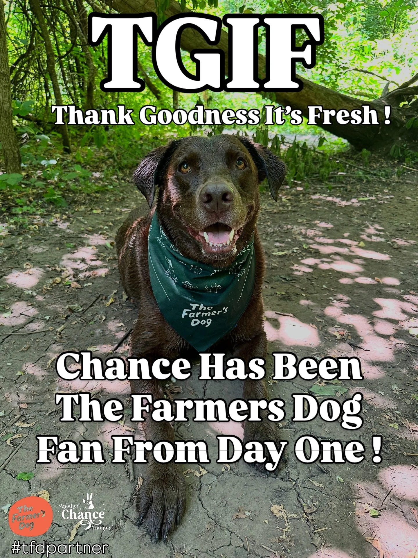 🎉 Celebrating Chance&rsquo;s 10th Birthday All Month Long And The Gifts Are For You ! 🎉

Today we&rsquo;re highlighting @thefarmersdog 🐾

Chance has been eating The Farmer&rsquo;s Dog for years&hellip; but our connection to them goes far beyond ju