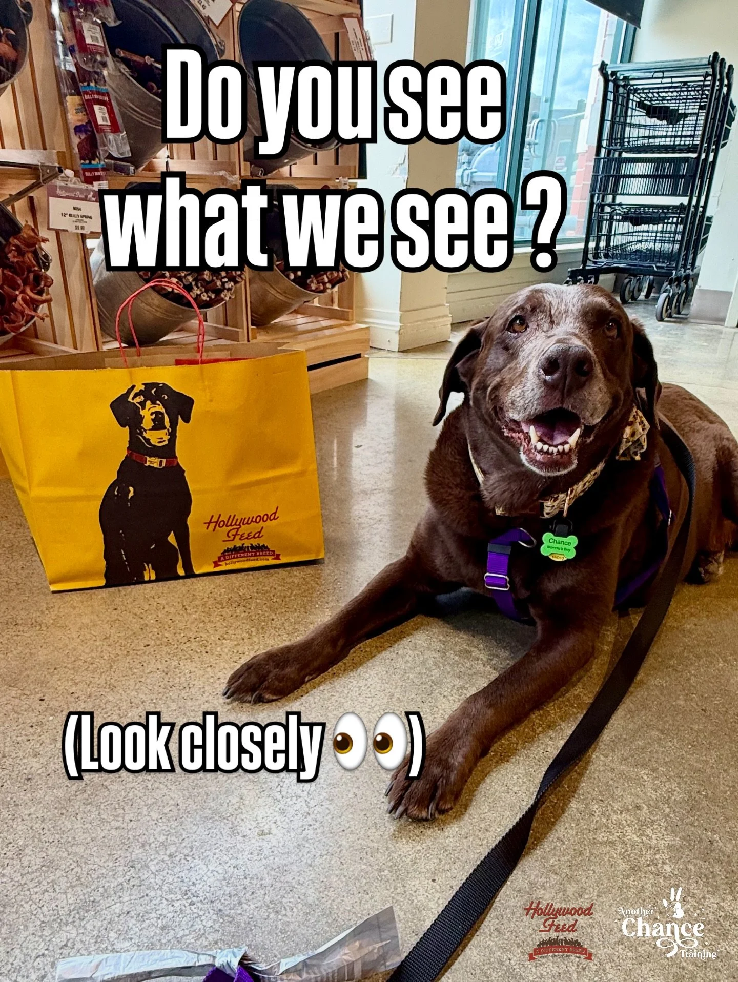 📣 @hwfeed we have questions&hellip;😂

👉 Hey Chancey fans 🐾 we need your help! 

Help us out by tagging @hwfeed in the comments and request a special meeting for Chancey with the CEO Shawn McGhee for his 10th birthday !!

🙄 Apparently Chancey sig