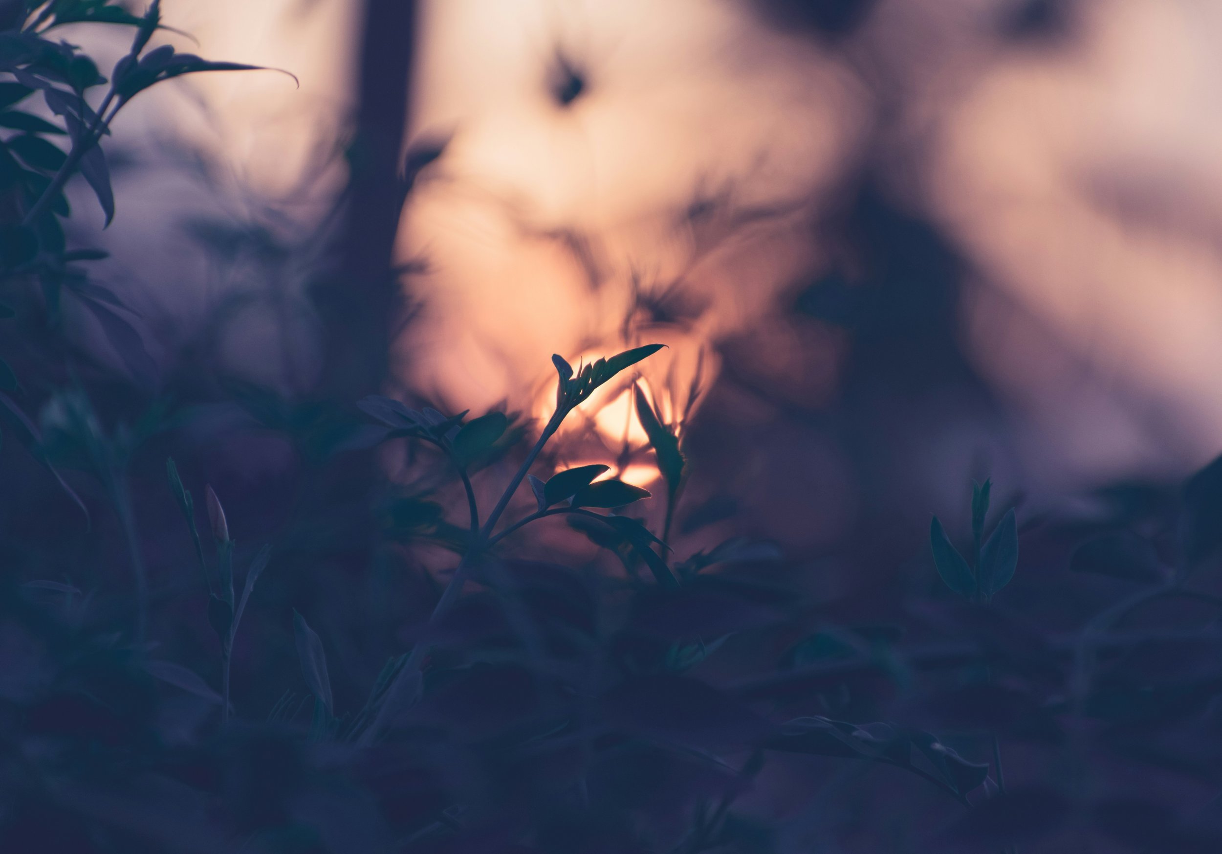 Silhouette of plants with a warm, blurred sunset background.