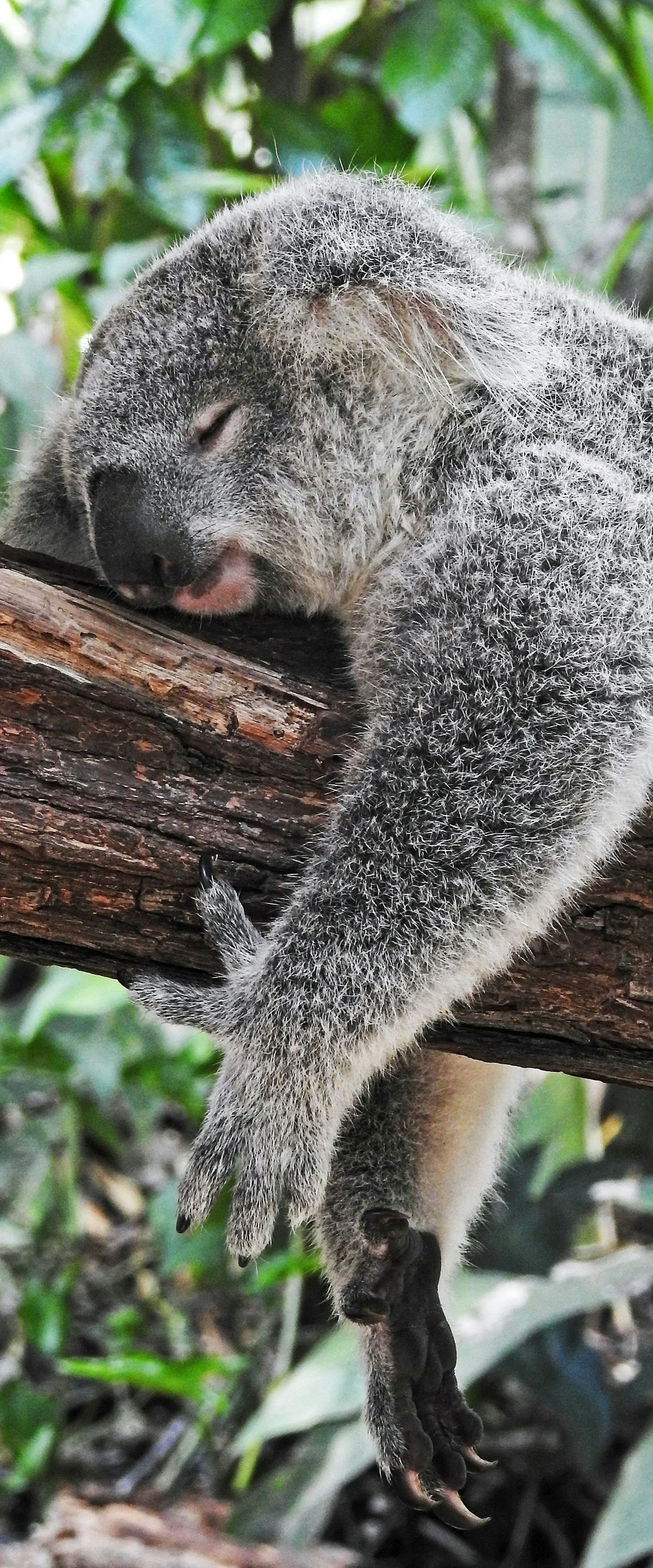 A koala sleeping on a tree branch in a forest setting.