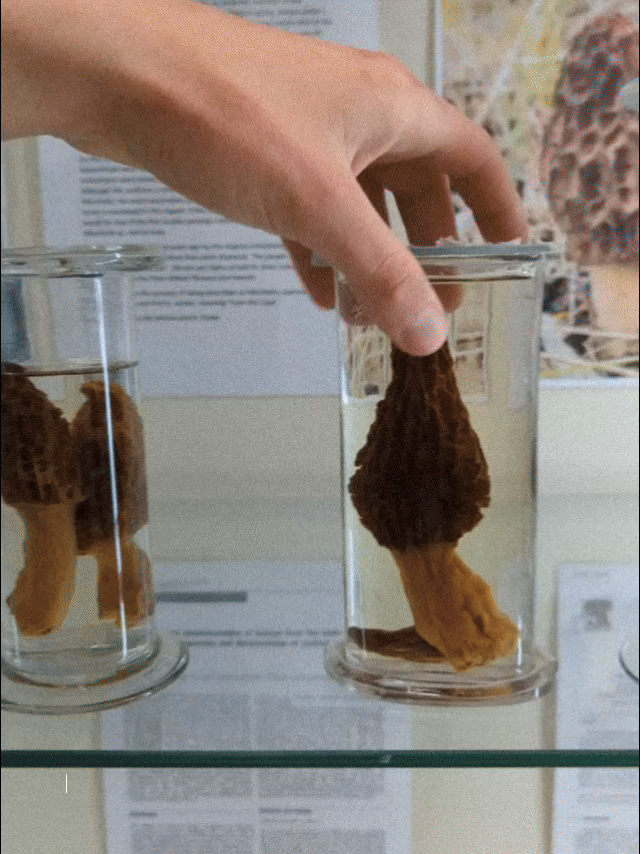 Field Trip Stellenbosch.gif