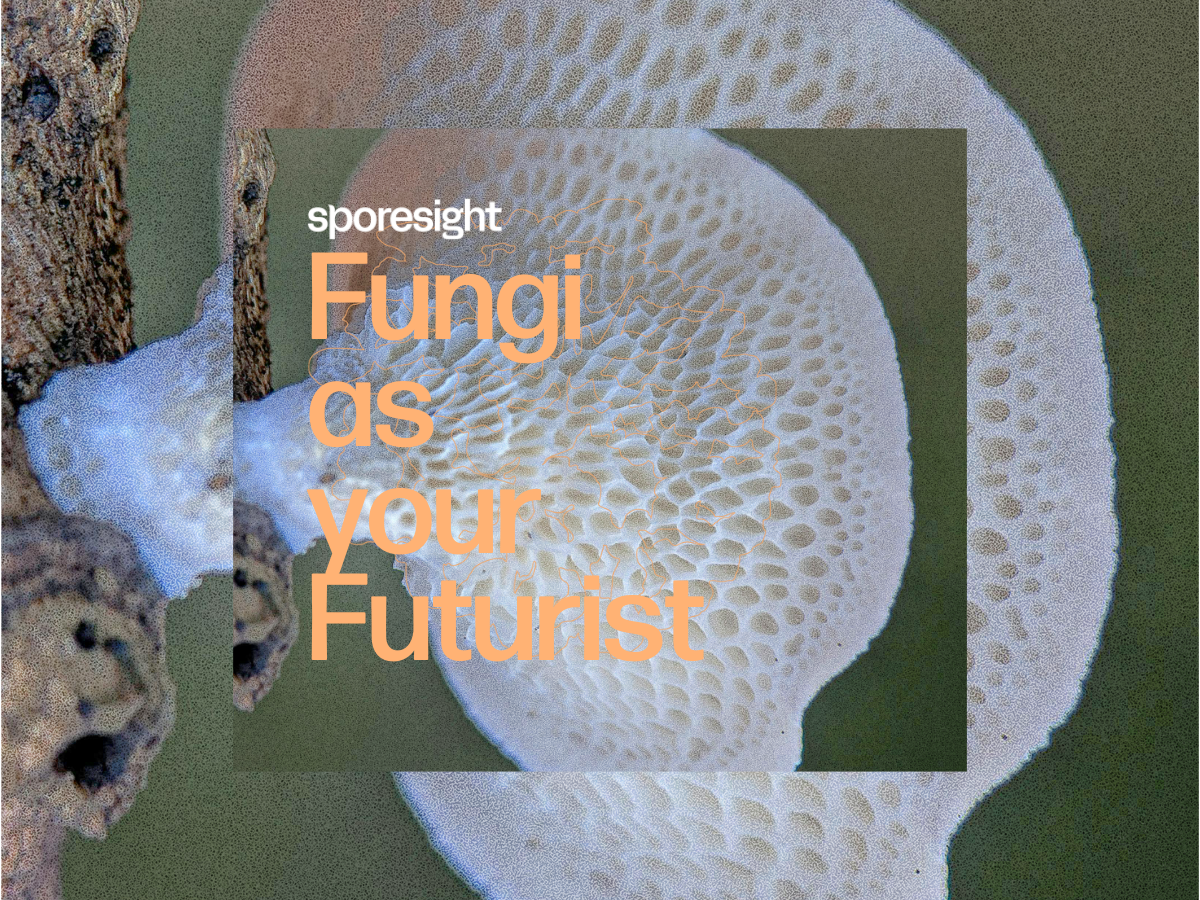 Fungi as your futurist: rot, to regenerate