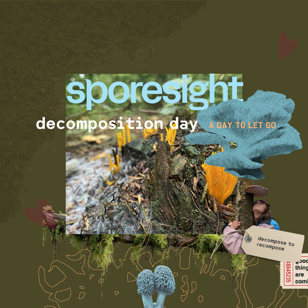 Decomposition Day: finding nourishment by breaking things down