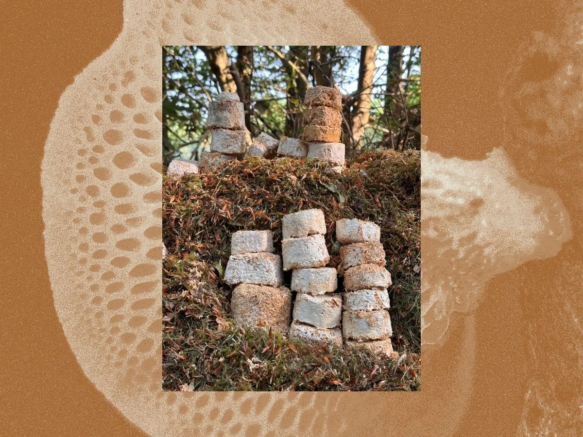 Decomposition Day: finding nourishment by breaking things down