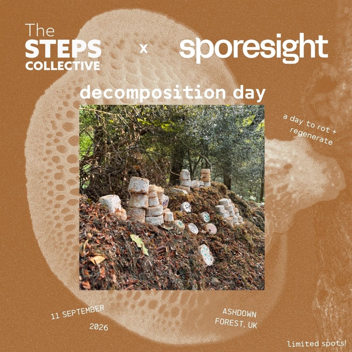 STEPS x Sporesight Decomposition Day 11-09.jpg