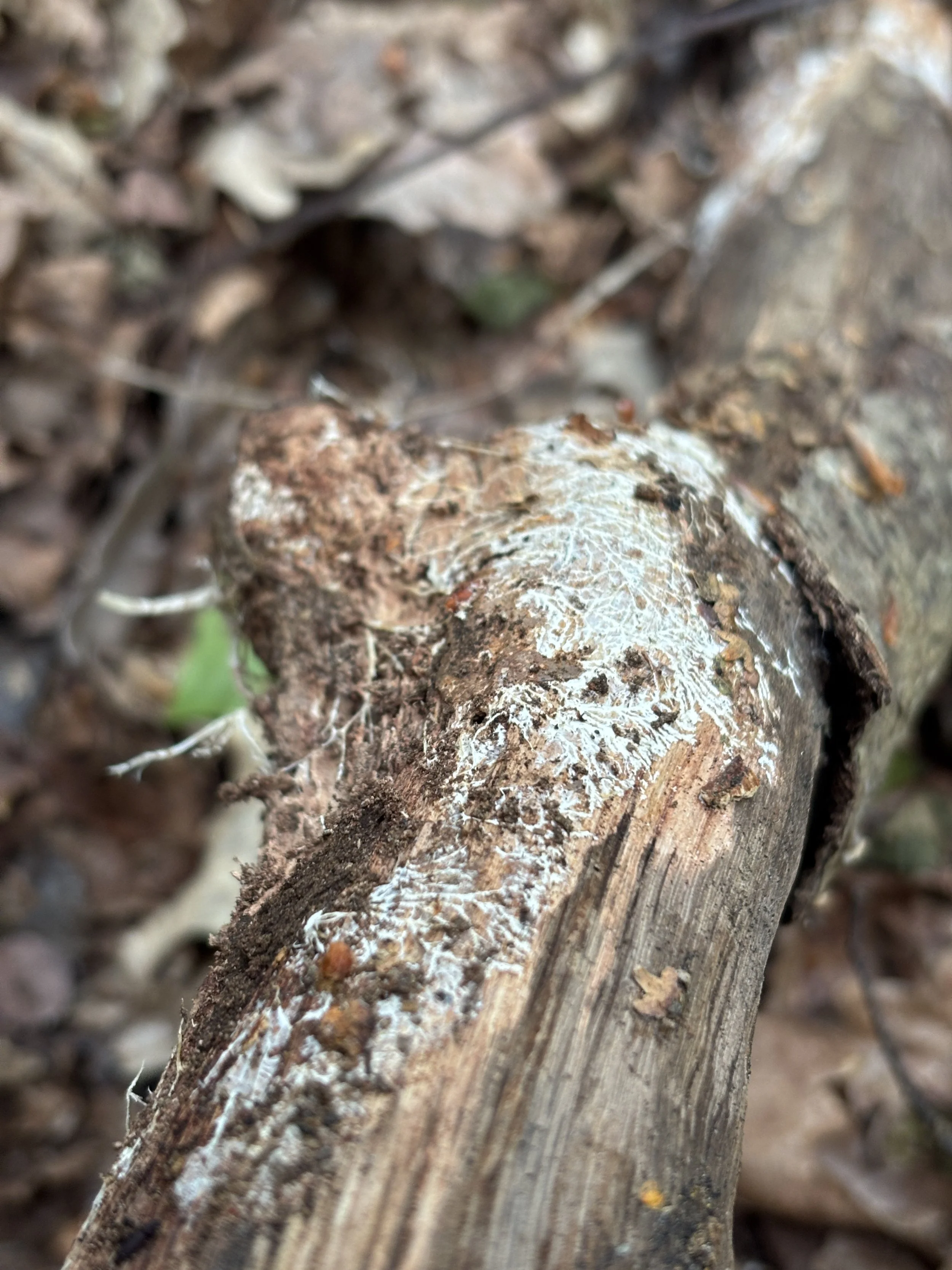Meeting mycelium