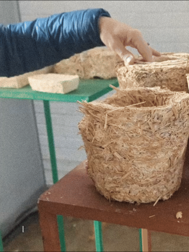 Field Trip SA Afrifungi.gif