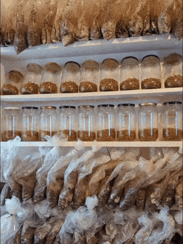 Field Trip Grain spawn Kenya.gif