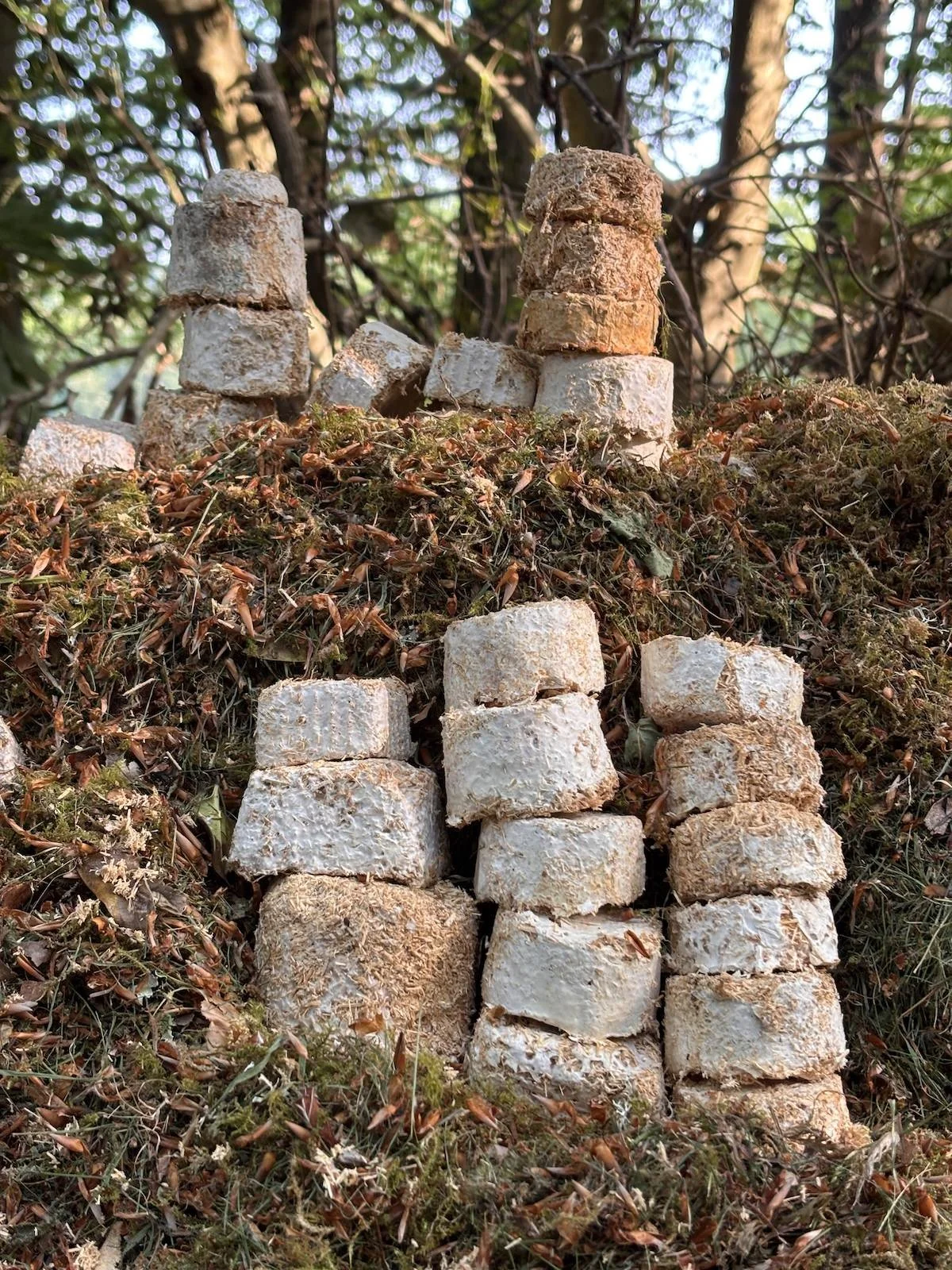 Compostable mycelium blocks, on the compost heap.