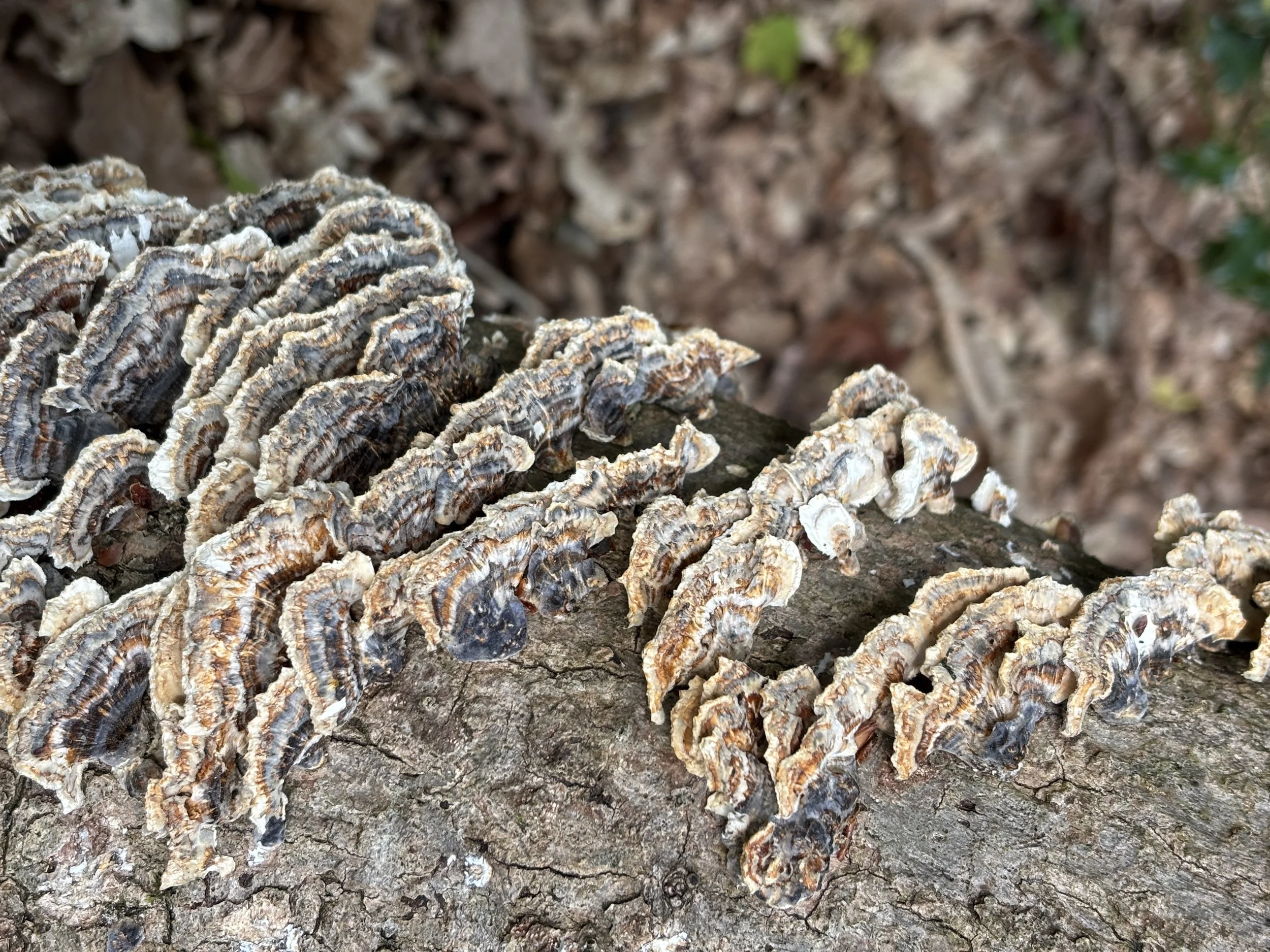 Turkey tail mushrooms