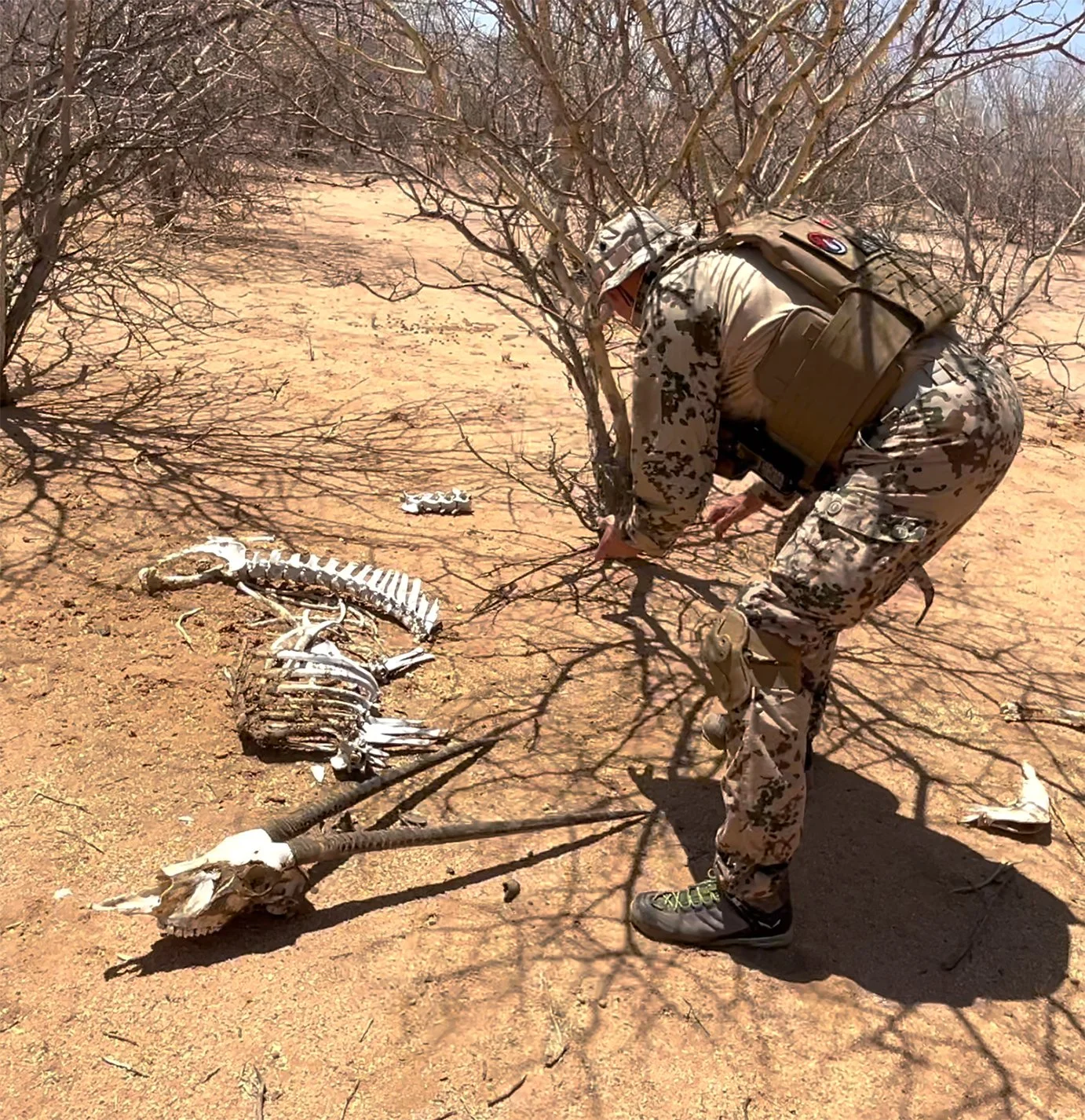 Man in camouflage inspecting animal skeleton in desert