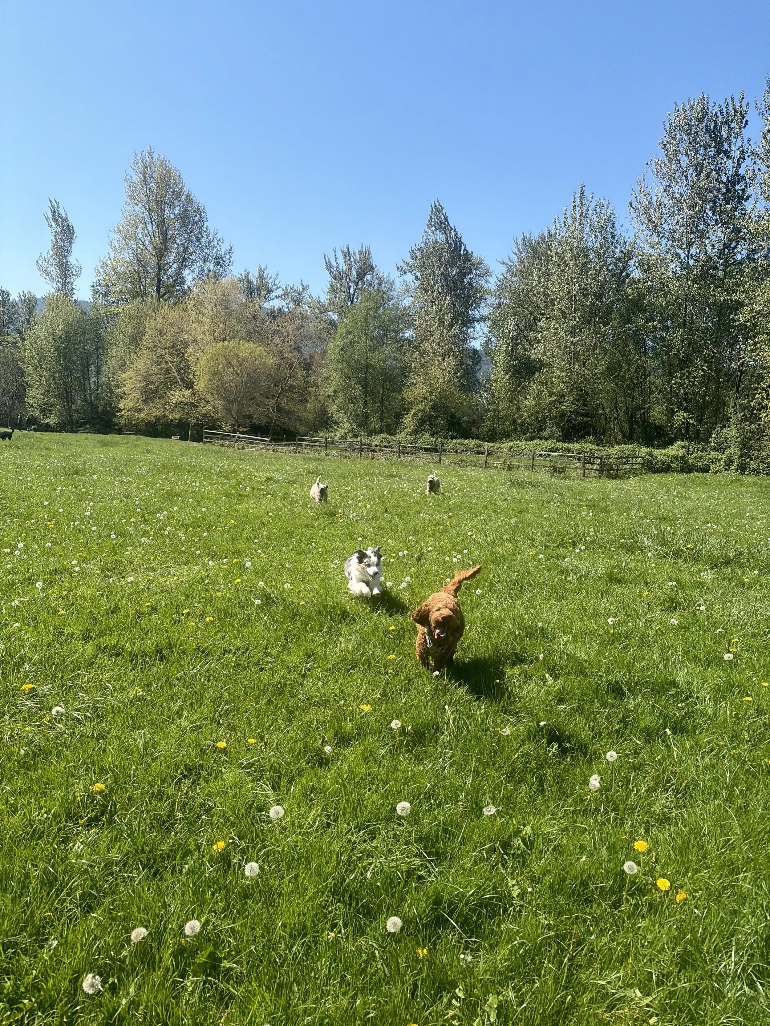 A group of dogs playing and running on a grassy field with trees in the background on a sunny day.