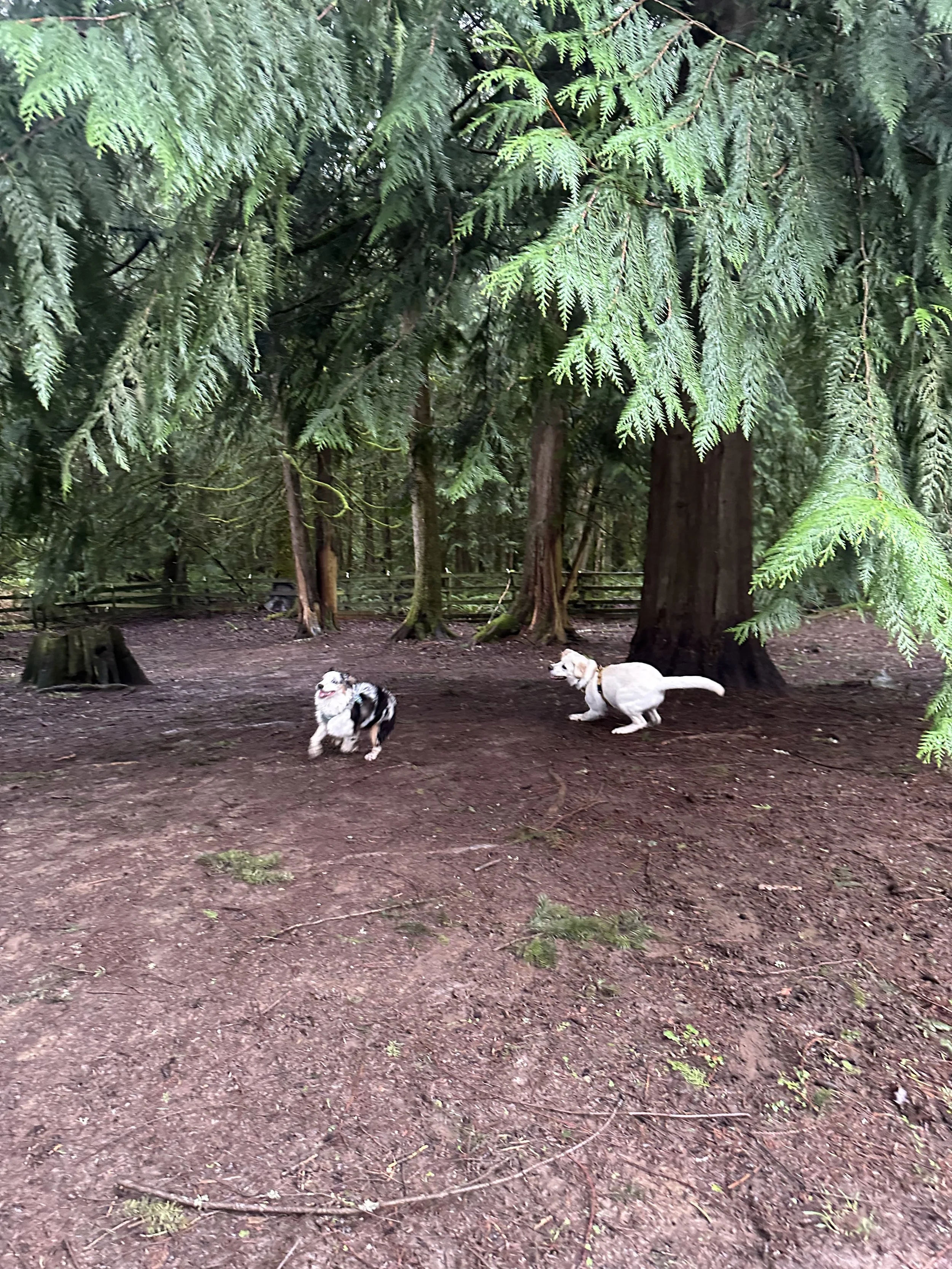 Two puppies running in the forest