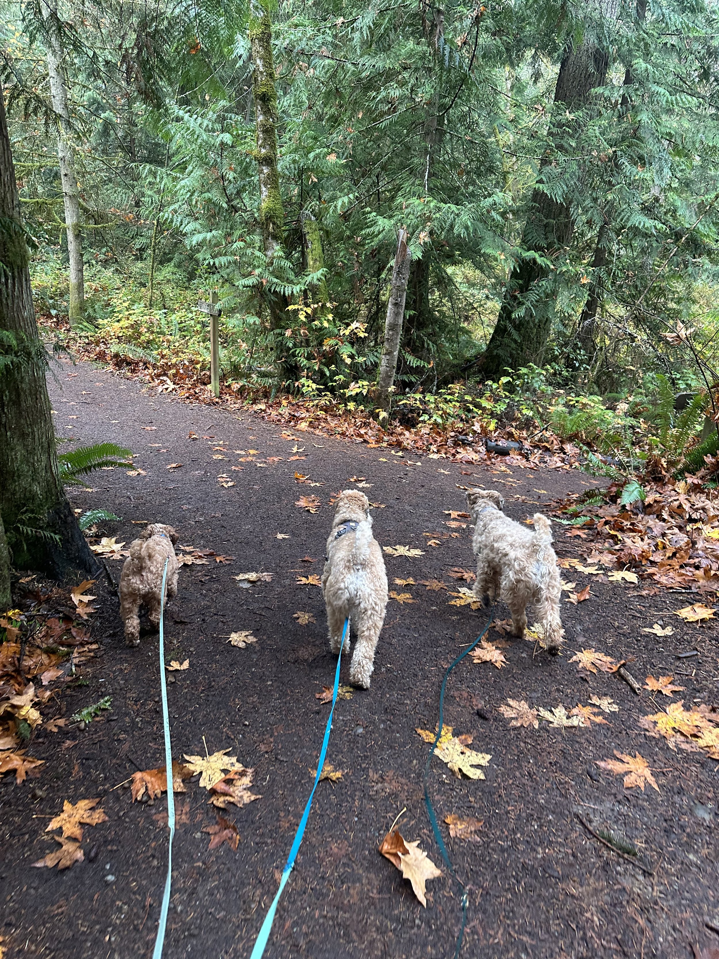 Two puppies running in the forest