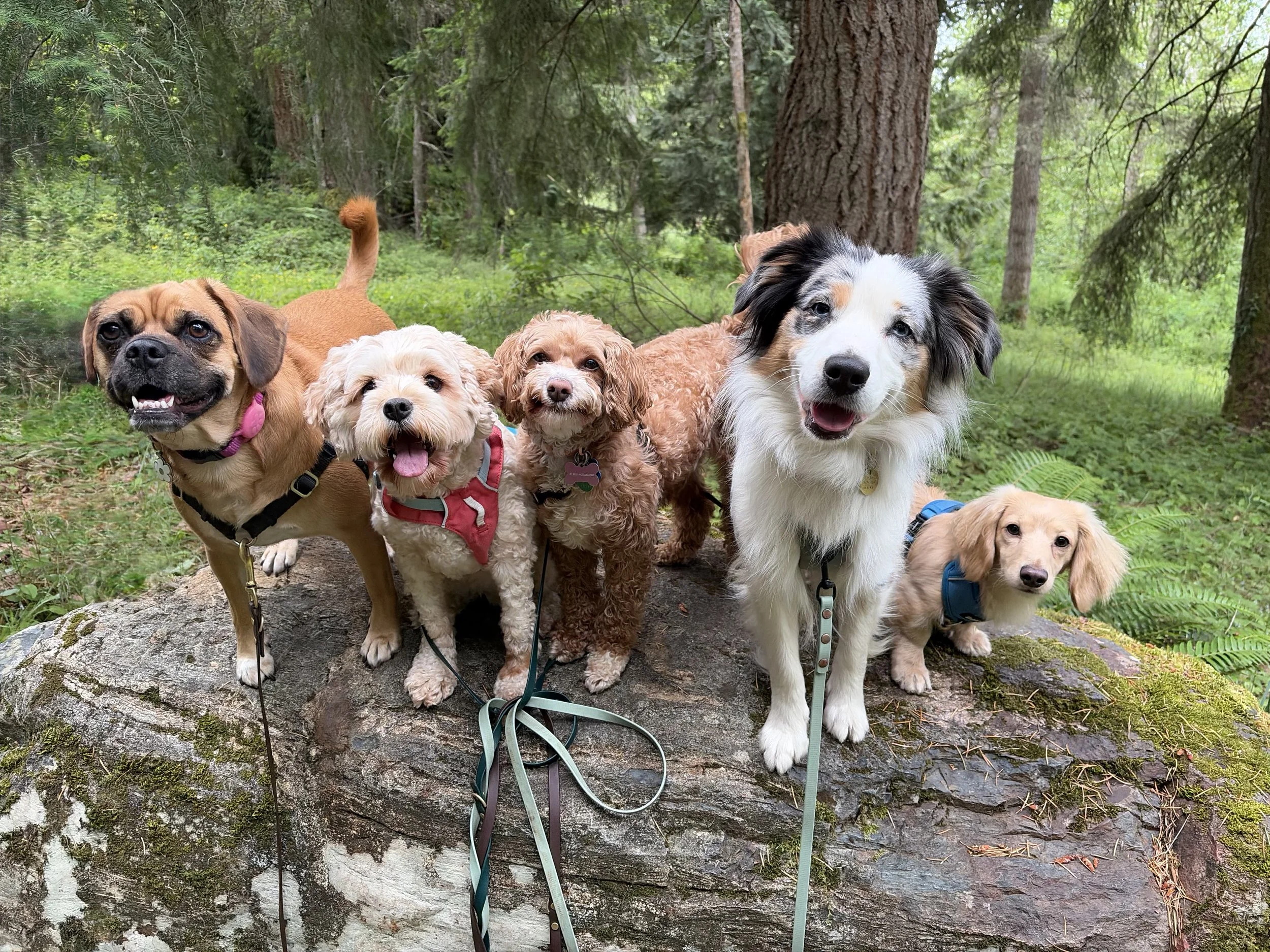 Six dogs of various breeds and sizes standing on a large rock in a forest with tall trees and green foliage.
