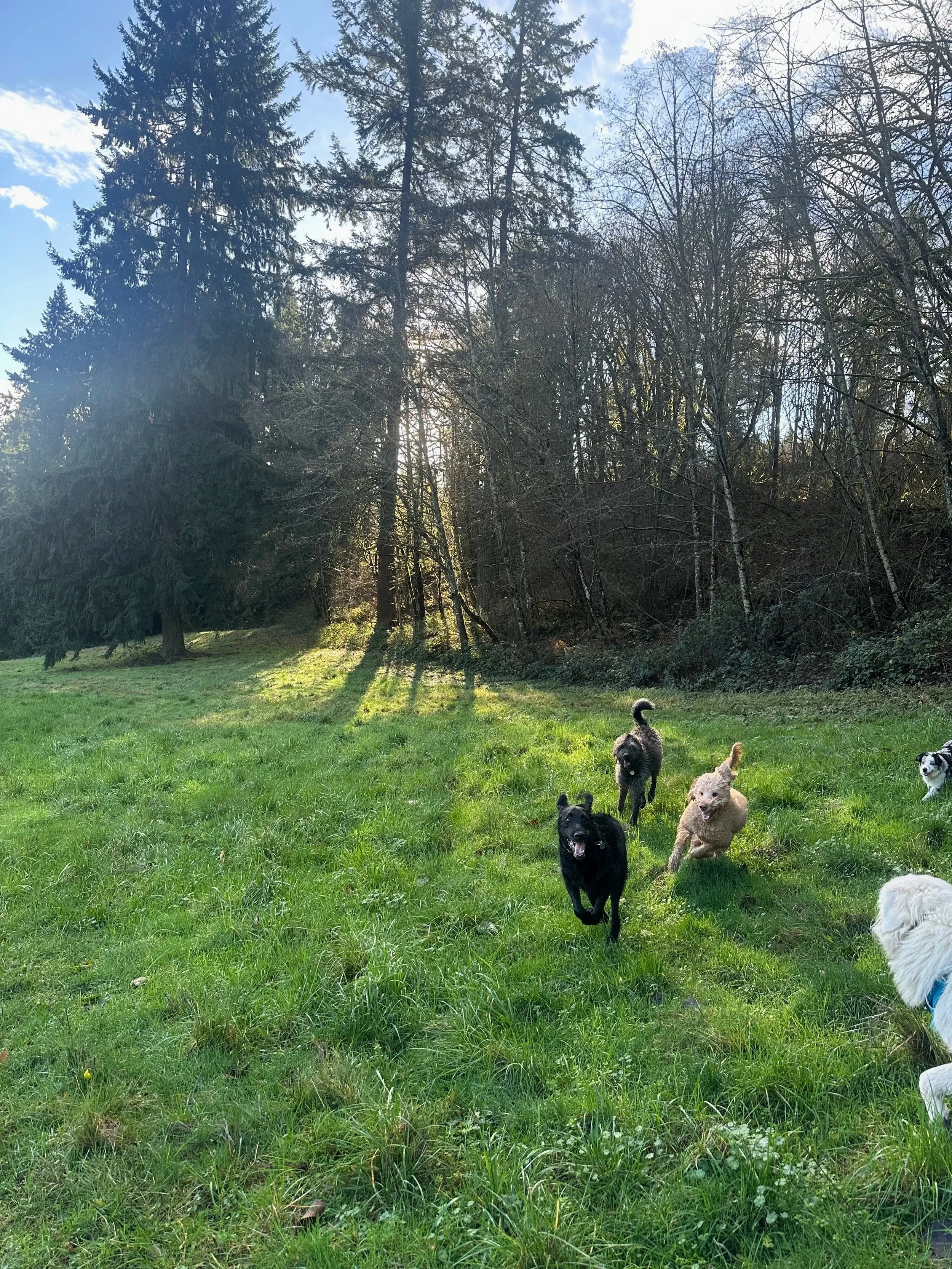 A group of dogs playing and running on a grassy field with trees in the background on a sunny day.