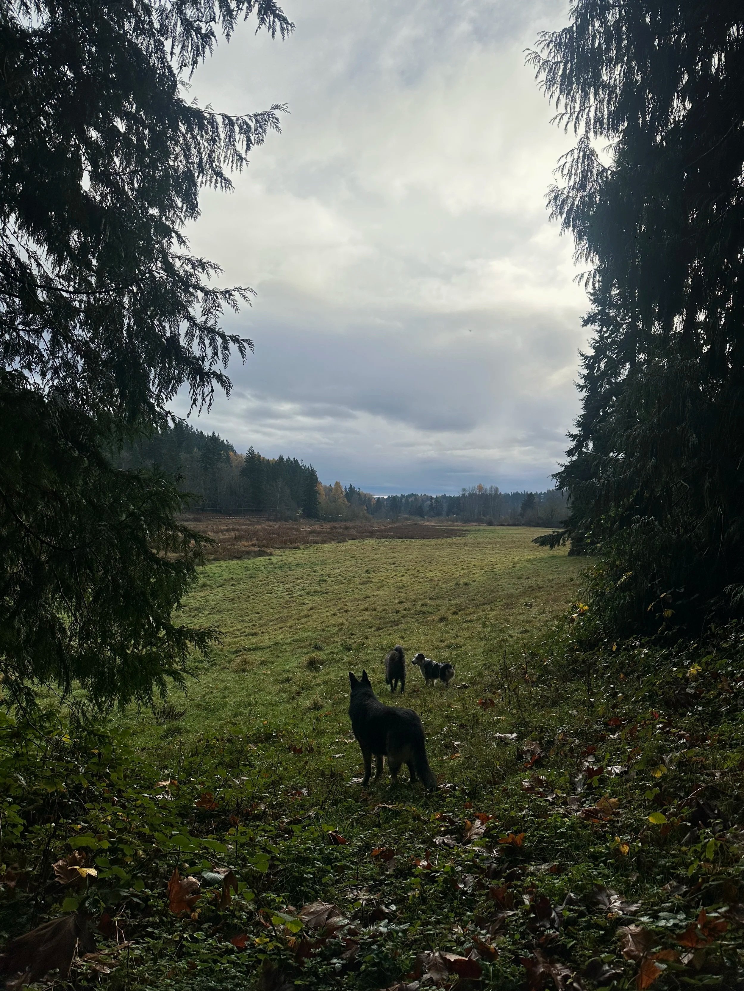 A forest clearing with three dogs, one black and two small, in a field surrounded by trees under a cloudy sky.