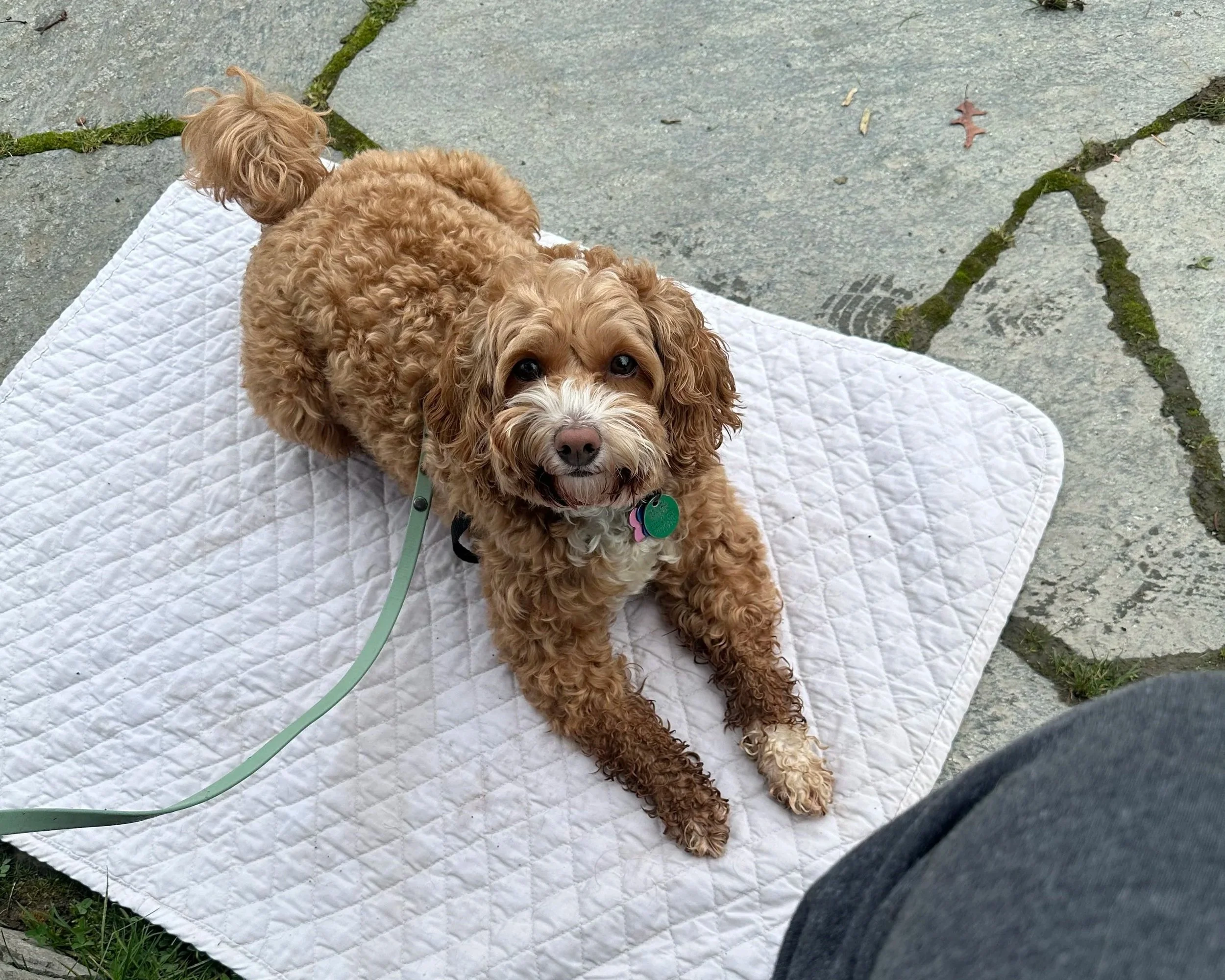 A curly-haired brown dog with a white chest and paws lying on a white quilted mat on a stone sidewalk, looking up at the camera.