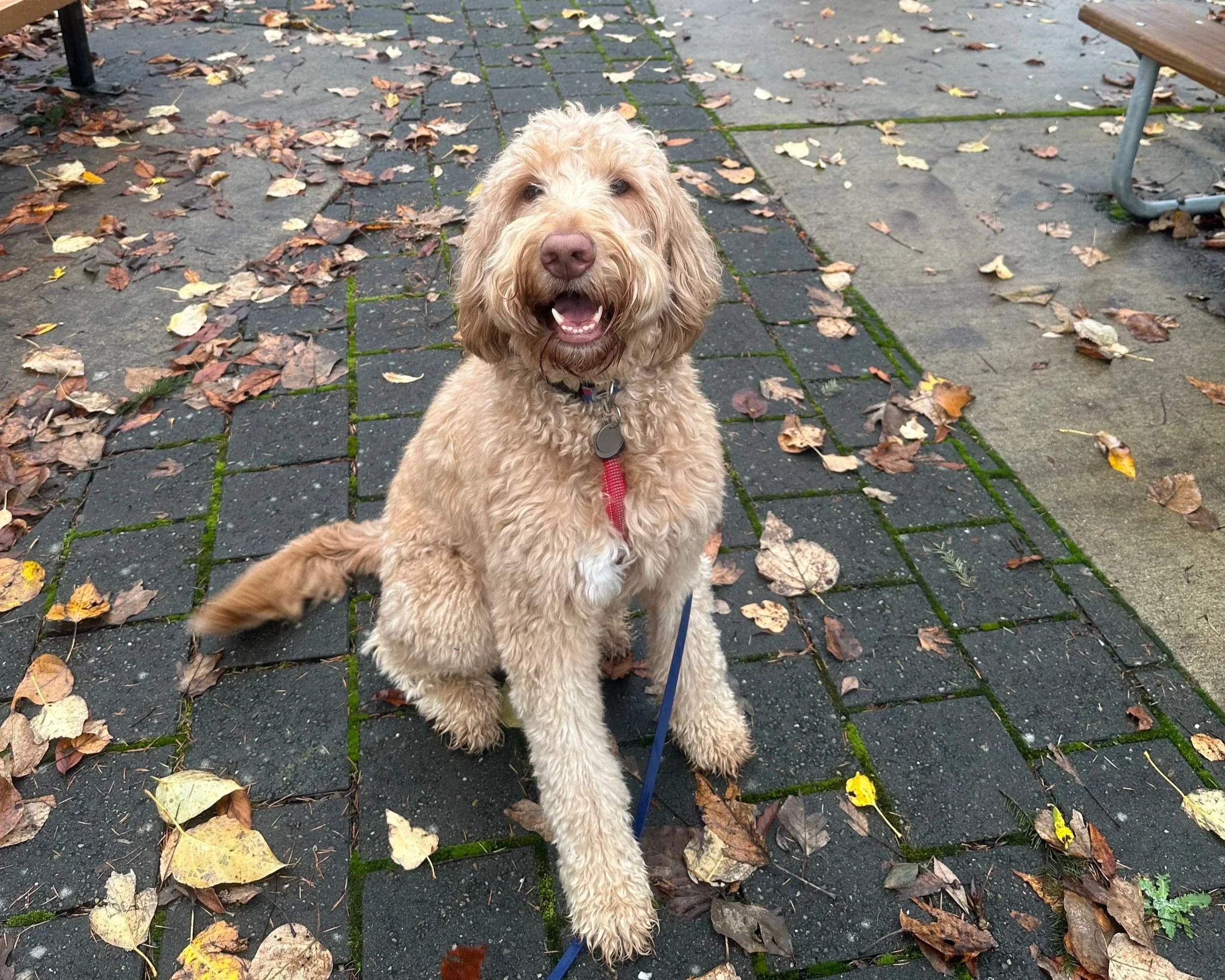A cheerful brown and cream-colored dog with curly fur, sitting on a damp stone and concrete walkway with fallen autumn leaves, looking at the camera with a happy expression.
