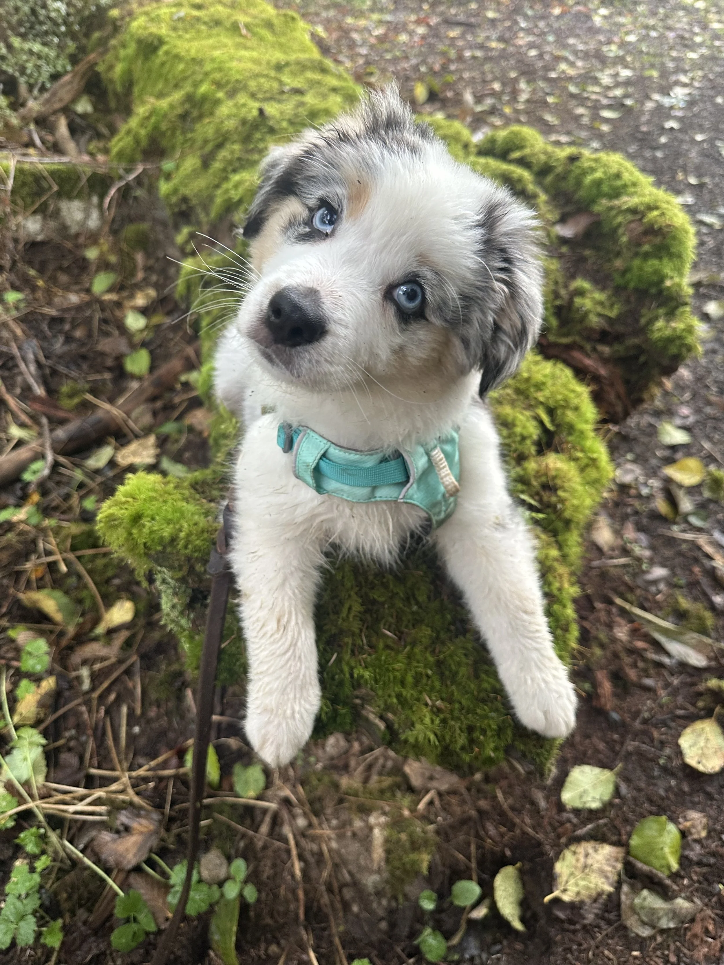 A cute puppy with blue eyes, wearing a teal harness, sitting on a moss-covered log in a forest.