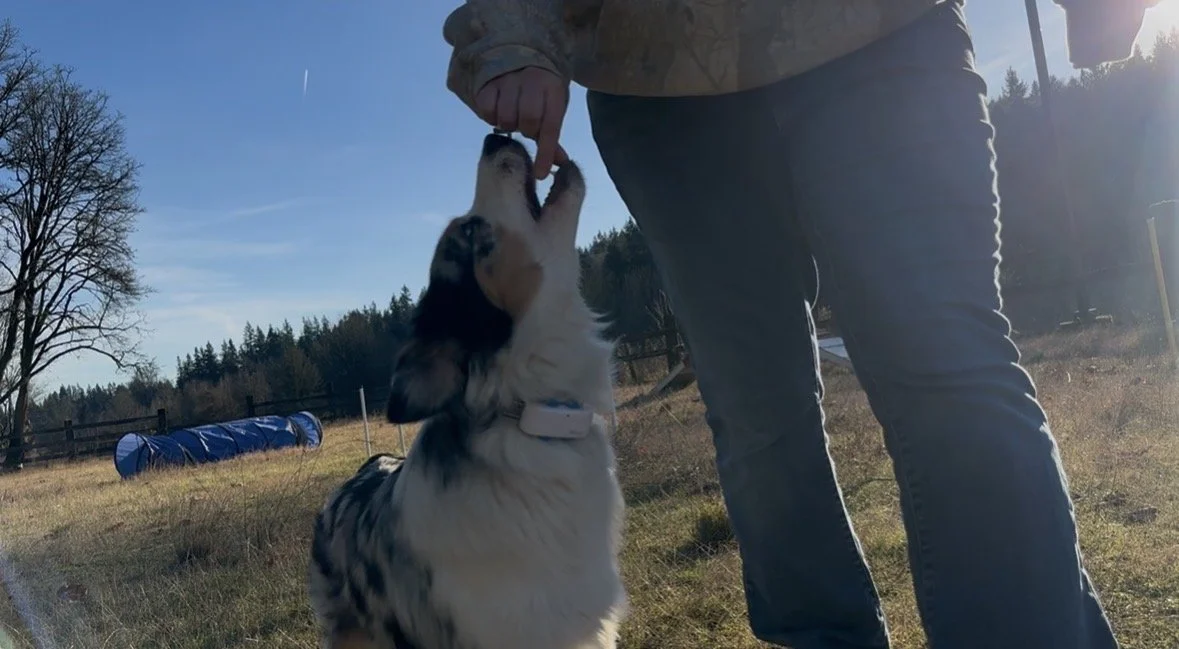 A person is feeding a dog outside on a sunny day in a rural area with trees and a blue tunnel toy in the background.