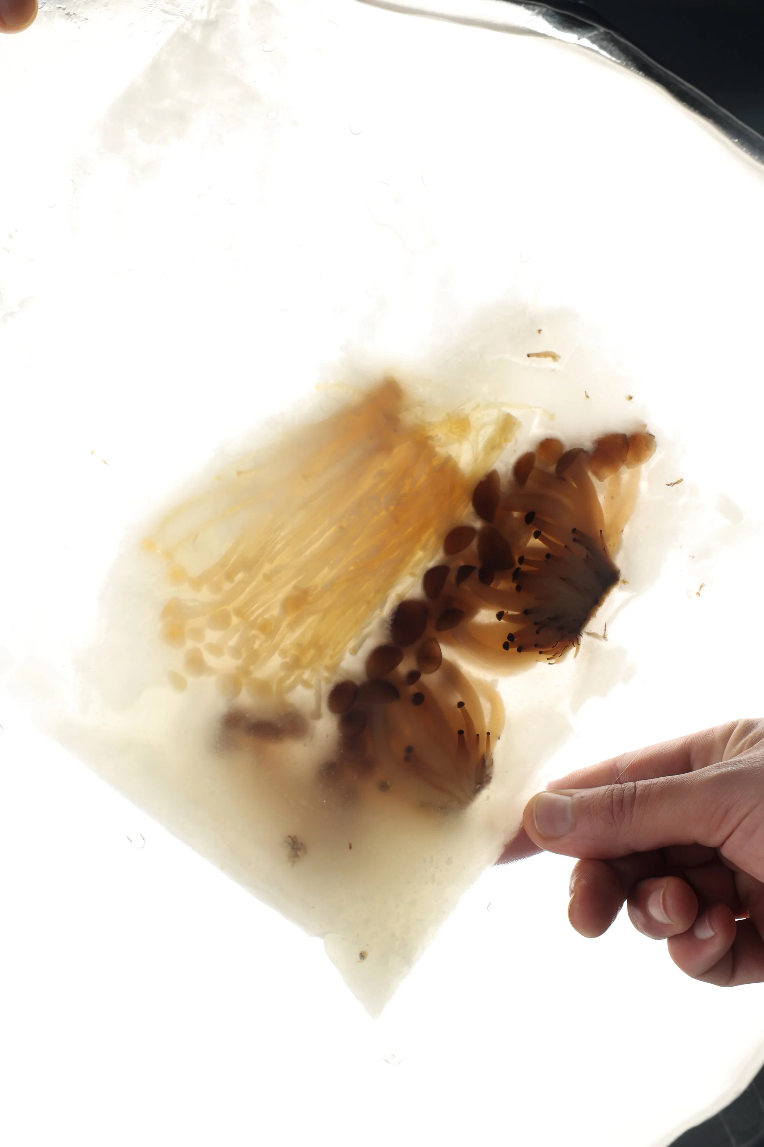 Marinated enoki mushrooms on a Cantonese-style crispy base — a creative savoury bite by Chris Quirós blending texture and frying precision.