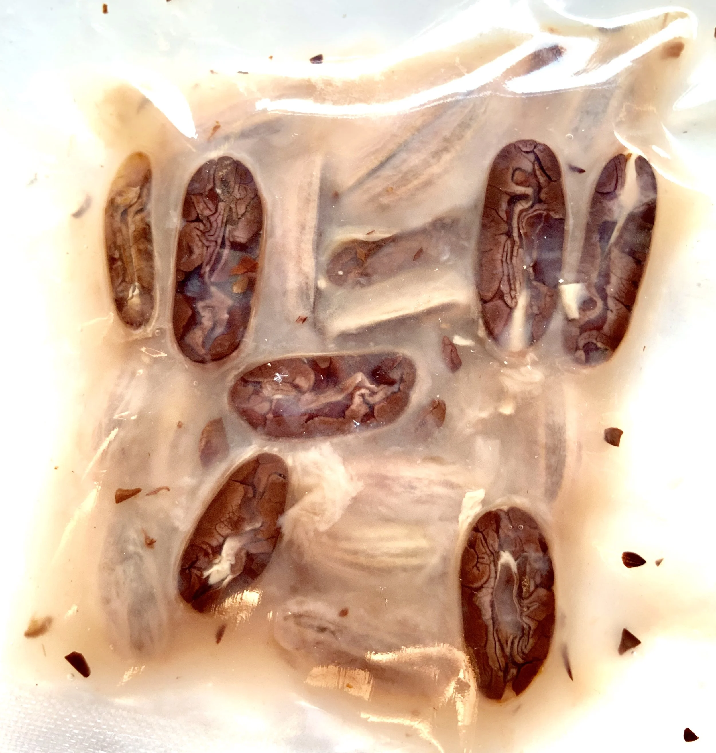 Fresh cacao beans with natural mucilage inside translucent packaging — showcasing the raw stage of Theobroma cacao used in bean-to-bar chocolate by Chris Quirós.