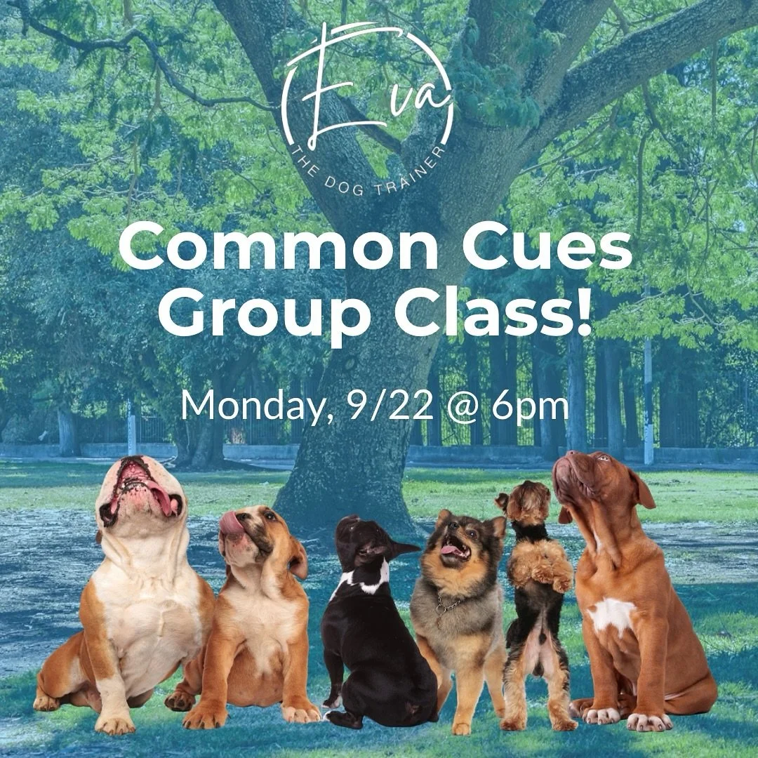 Our Common Cues Class covers essential obedience like sit, down, stay, come, and more&mdash;everything your dog needs for a well-mannered life at home and in public.

Perfect for dogs who are just starting or need a refresher after a lazy summer 🐾🍂