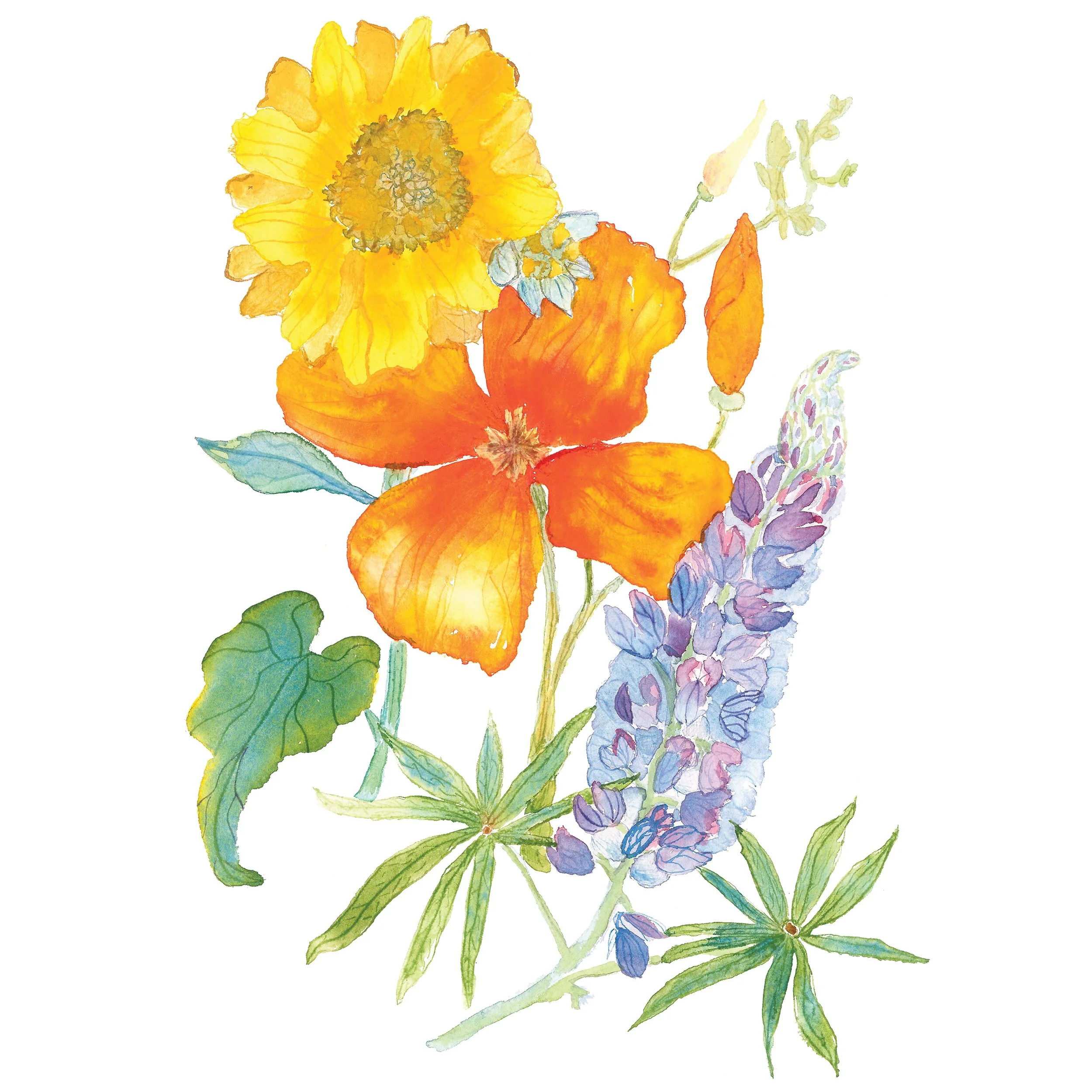 Prairie Flowers
