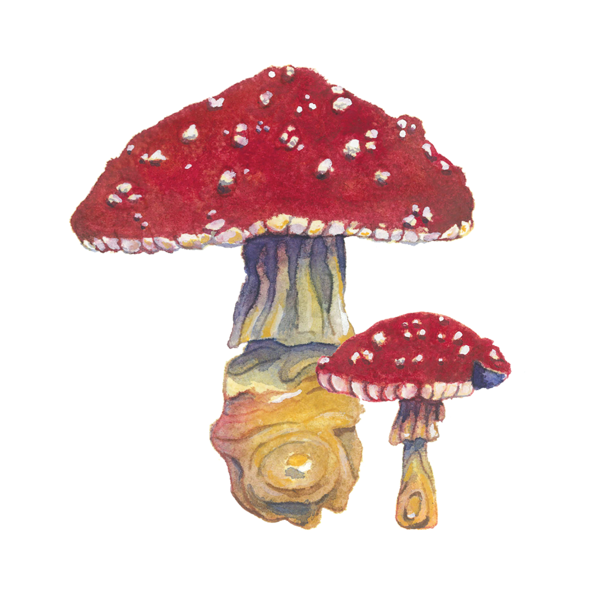 Amanita square.png