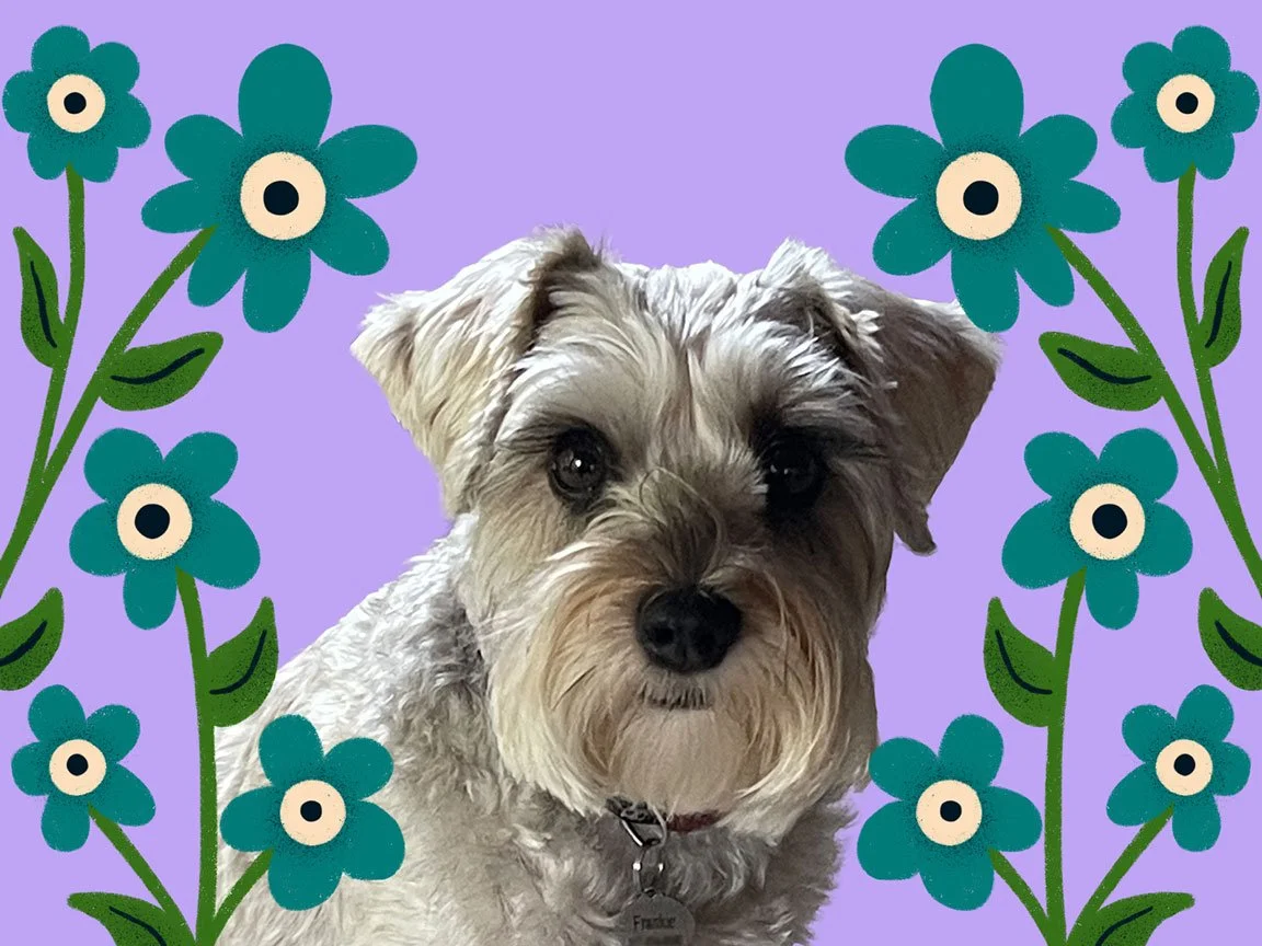Frankie the schnauzer. Admin Assistant