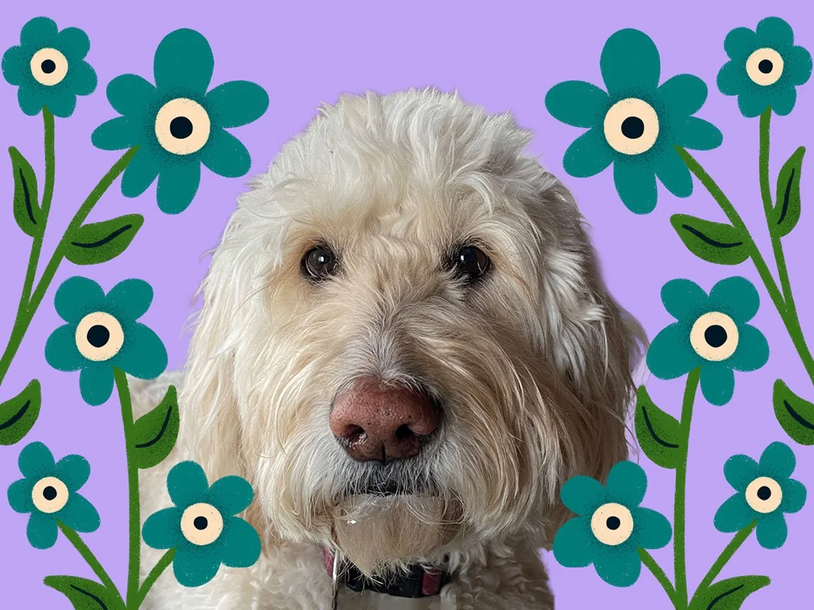 Bernie the goldendoodle. Security dog