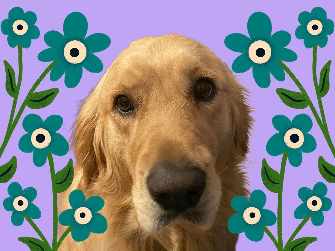 Sophie the golden retriever. Studio intern.