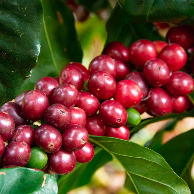 Geisha Cherry.webp
