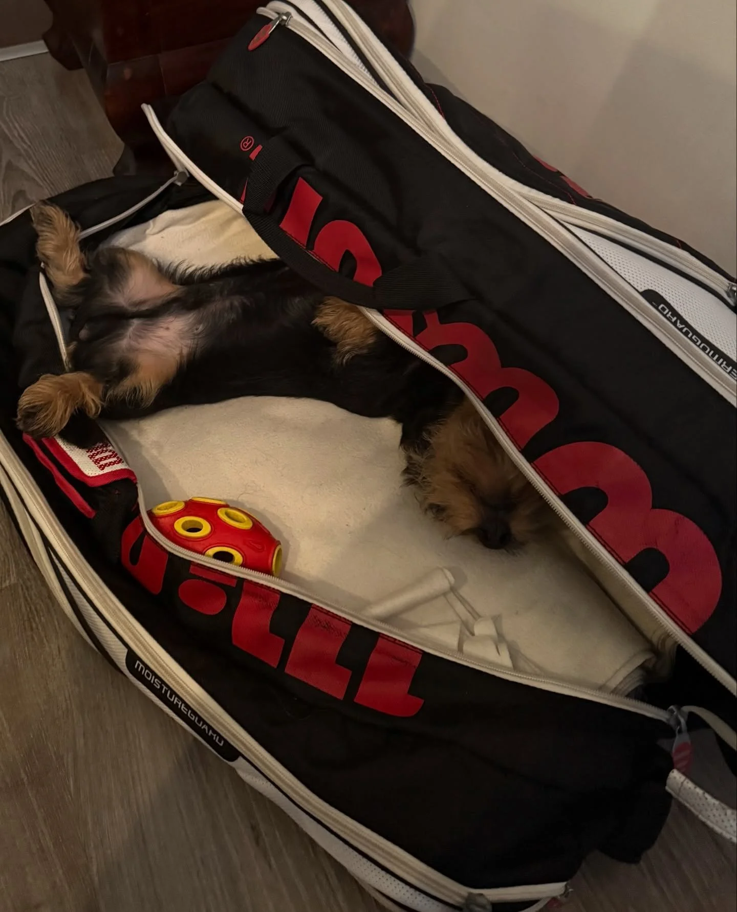 Klaukkalan Tennishalli toivottaa oikein rauhallista ja rentoa joulua! 🎾❤️

Vanhat b&auml;git p&auml;&auml;sev&auml;t hy&ouml;tyk&auml;ytt&ouml;&ouml;n pelien ulkopuolellakin 😍 &ndash; terveisi&auml; k&auml;&auml;pi&ouml;m&auml;yr&auml;koira Rufukse