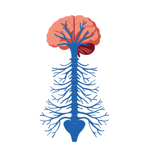 Nervous System