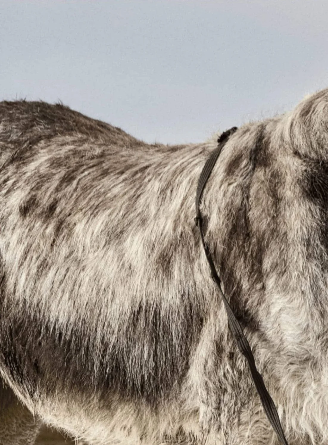 Nahaufnahme von Don Mosley dem Esel