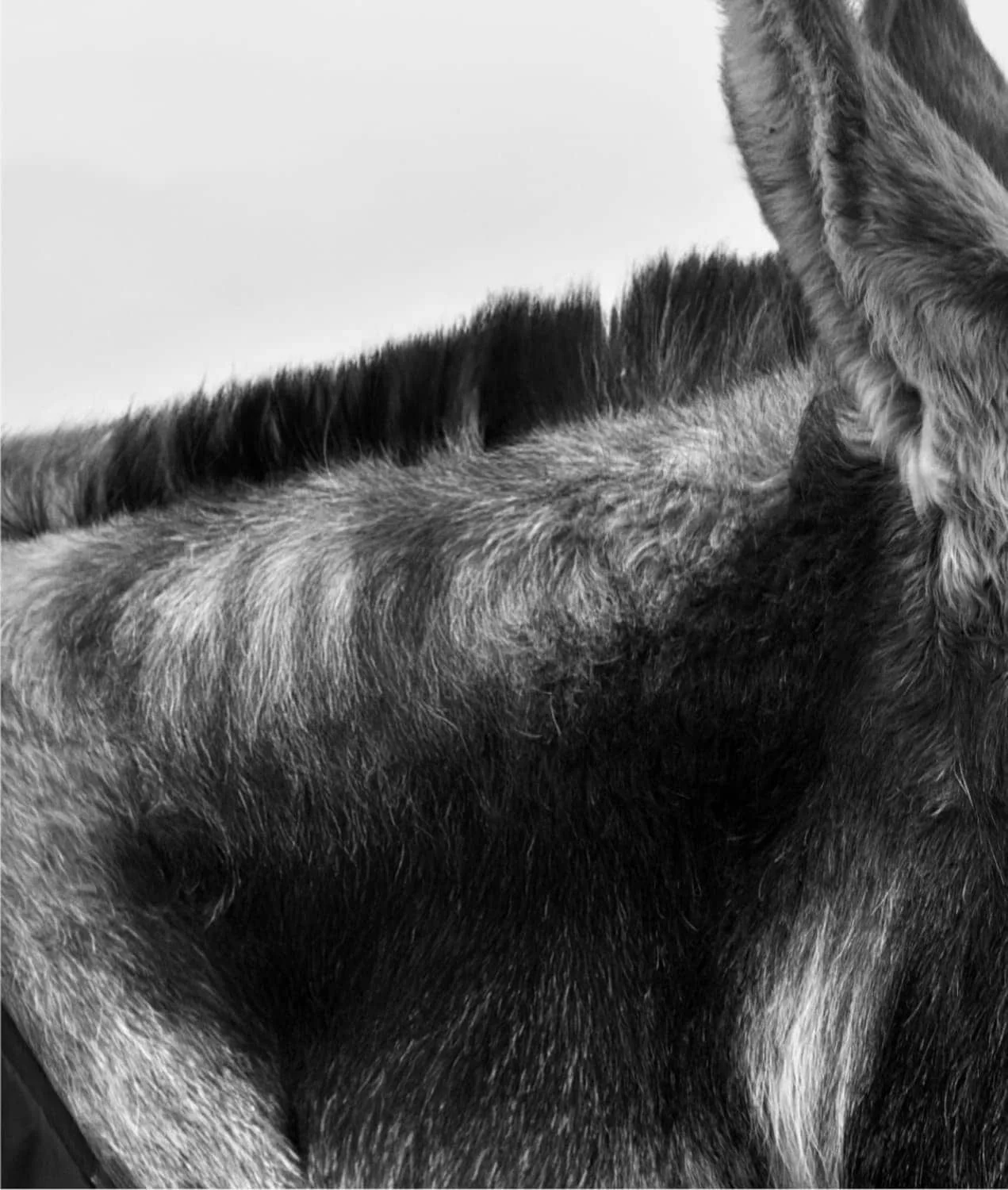 Nahaufnahme von Don Mosley dem Esel