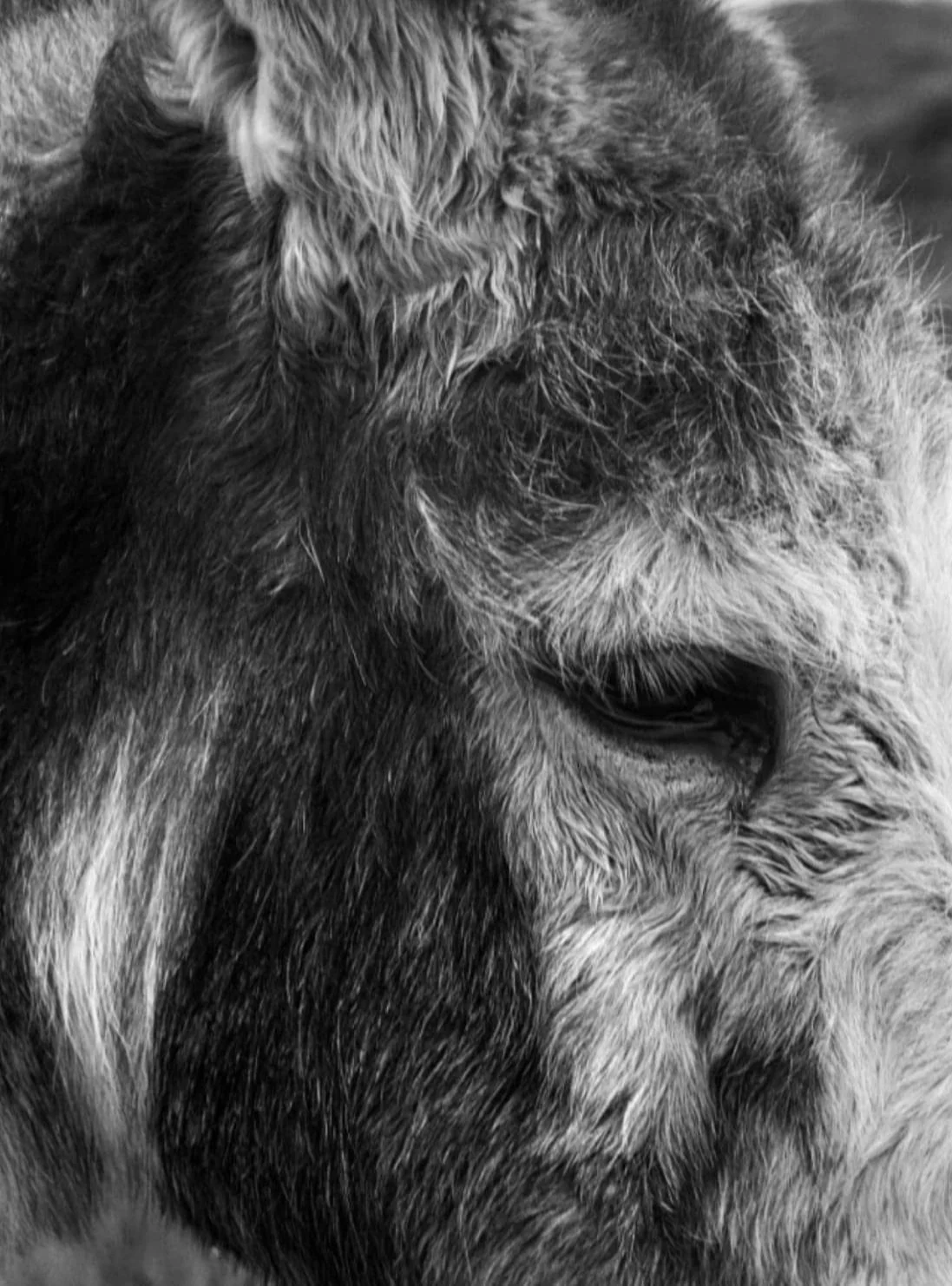 Schwarz-Weiß-Nahaufnahme von Don Mosley dem Esel