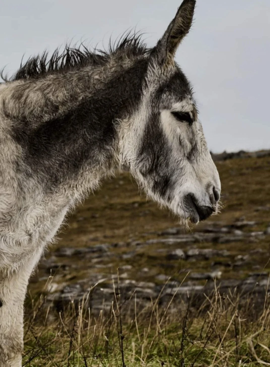 Foto von Don Mosley dem Esel