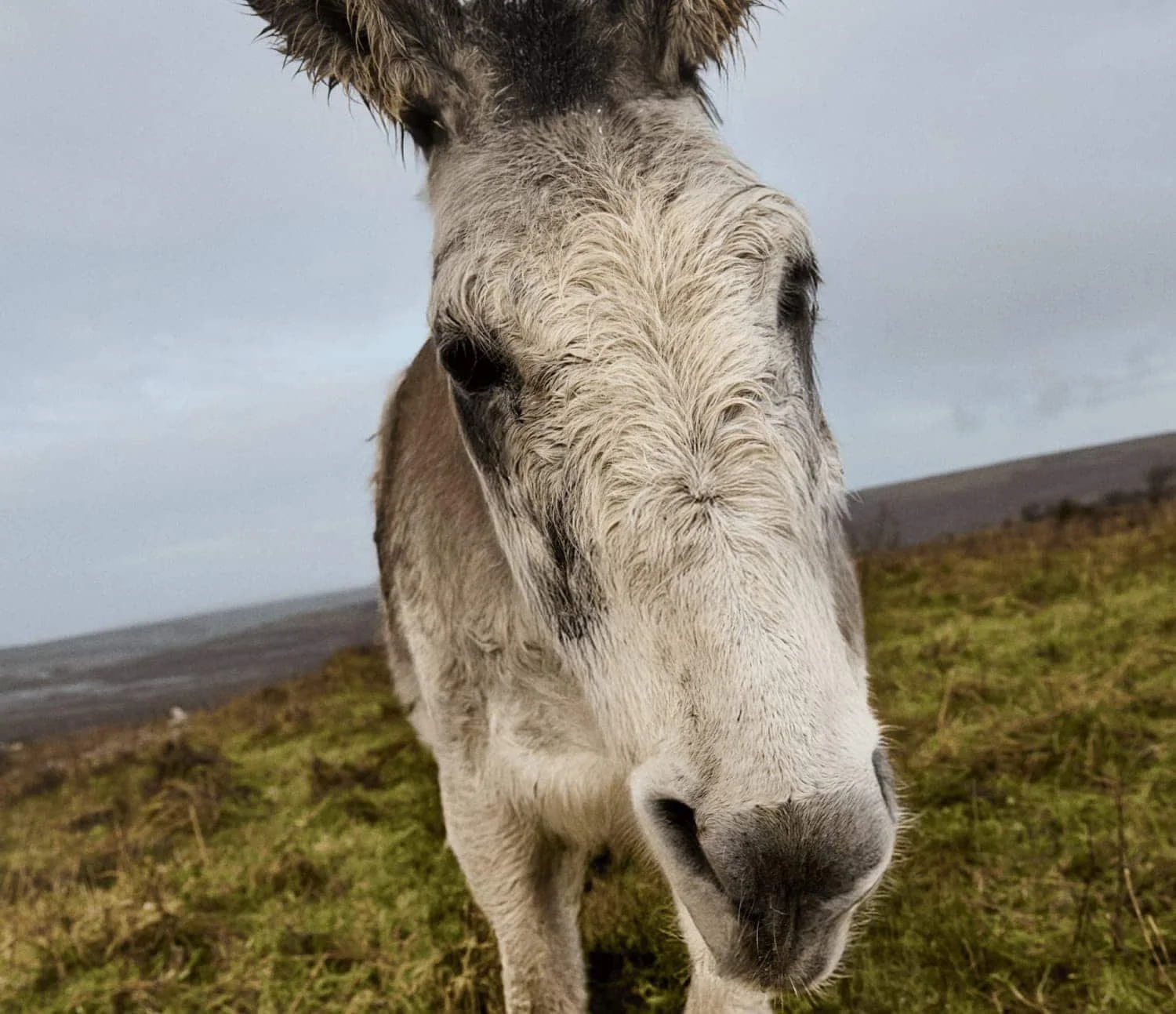 Porträt von Don Mosley, der in die Kamera schaut
