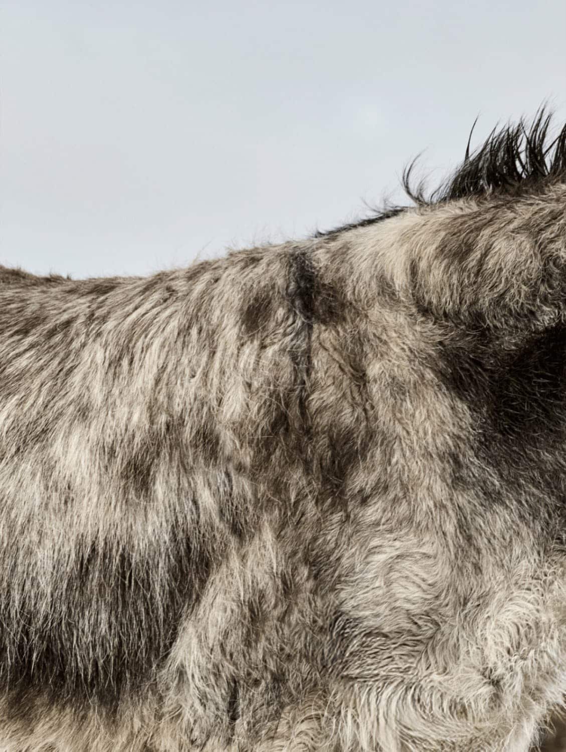 Nahaufnahme von Don Mosley dem Esel